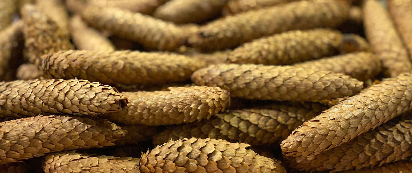Colorado Blue Spruce Cones: Natural Pinecone Décor - 10oz Bulk Bundle