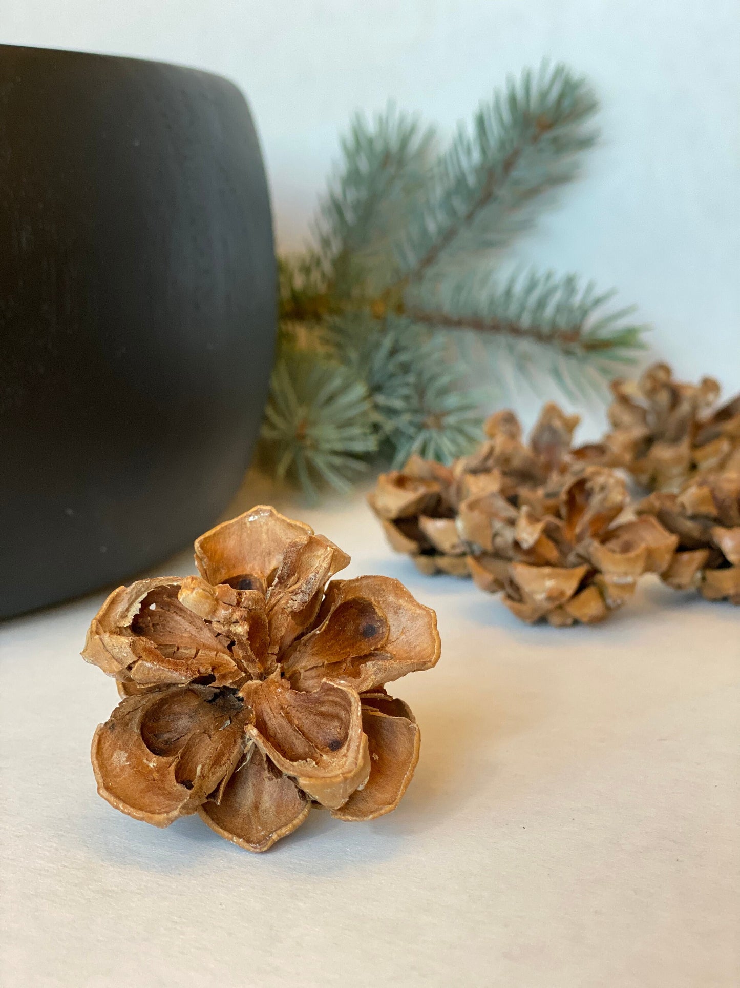 Pinyon Pinecones: Natural Fall & Holiday Decor, Woodland Wedding Supply