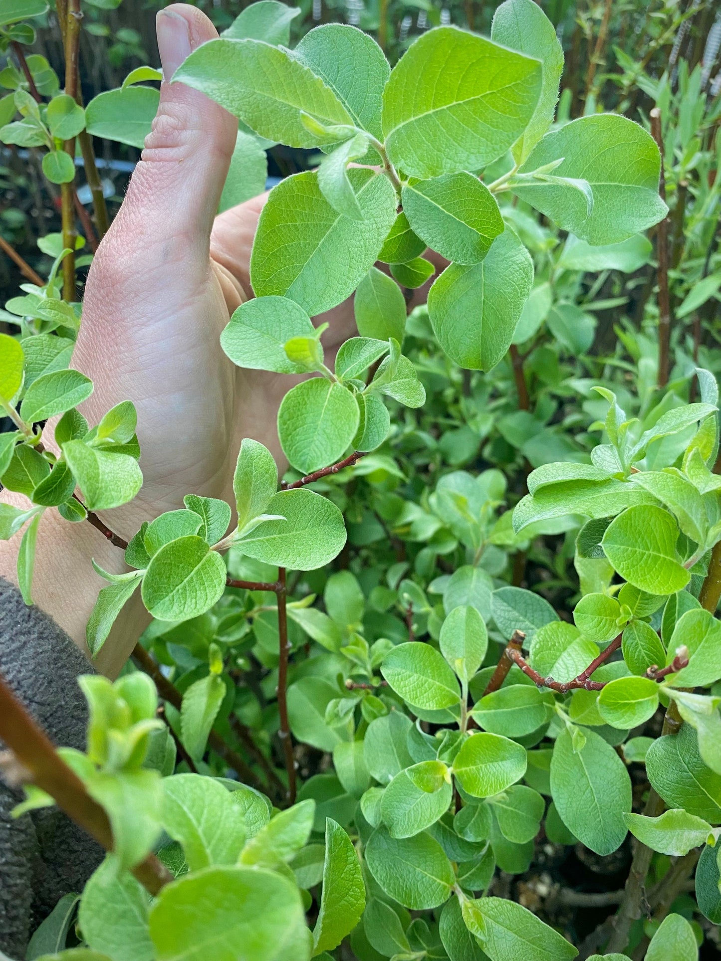 French Pussy Willow salix caprea Fully Established 1 Gallon and 2 Gallon Containers