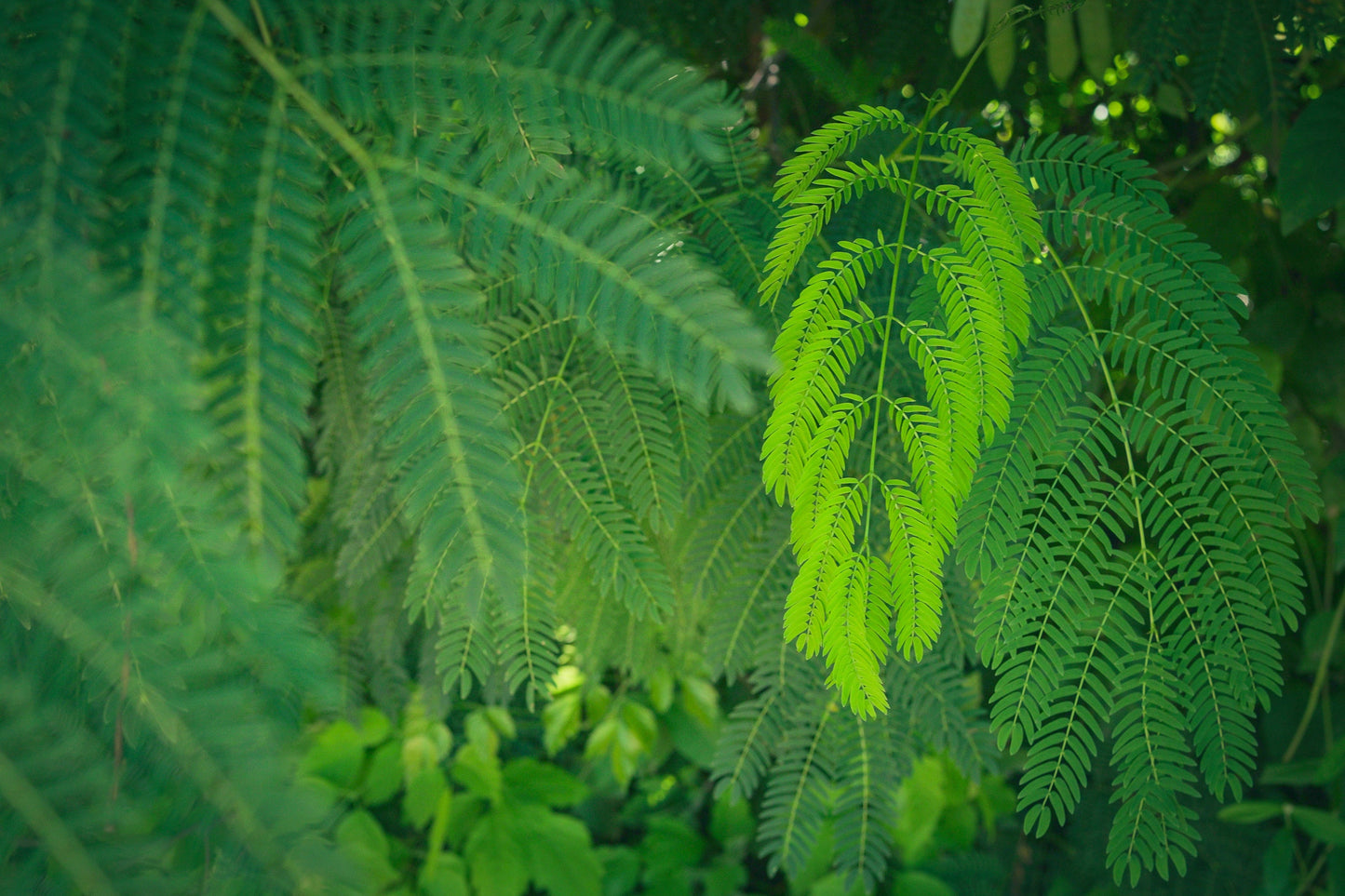 Mimosa Tree Sapling (Albizia julibrissin) Live Pink Flowering Ornamental Tree