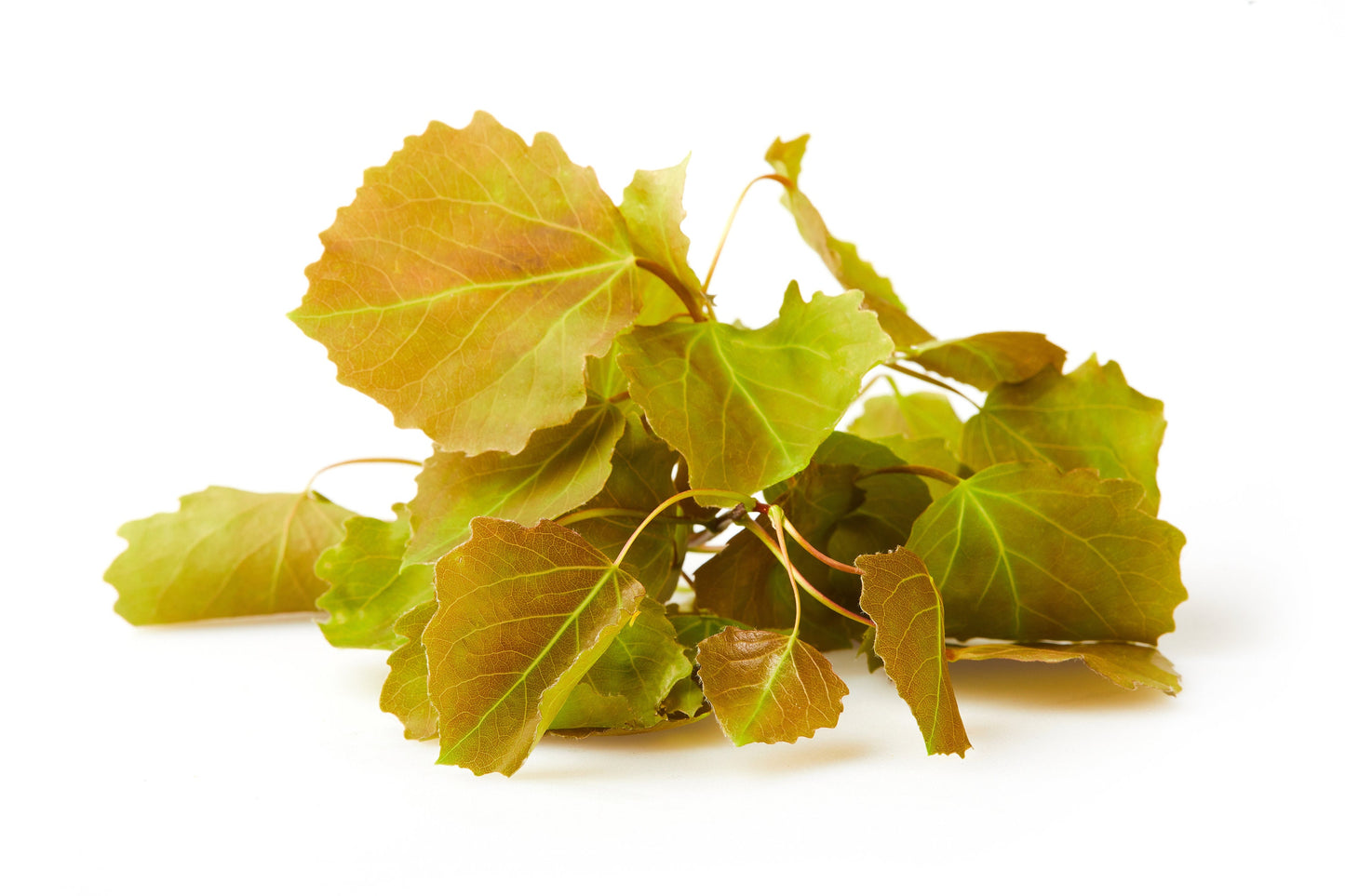 Quaking Aspen Tree: (1-4ft) Populus tremuloides, Fast Growing Privacy Screen