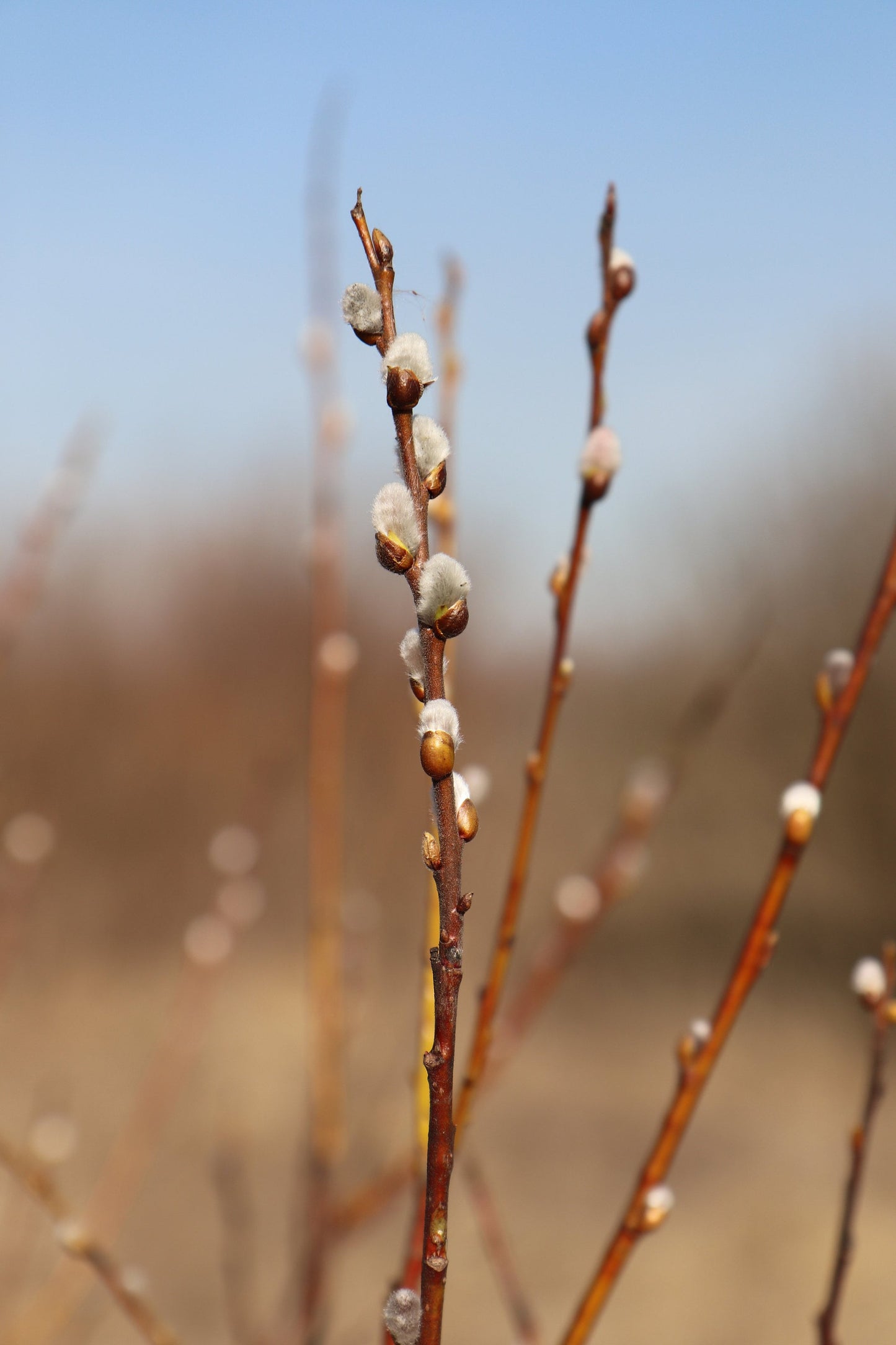 American Pussy Willow Live Plant — Salix discolor Rooted, Fully Established 24–30"