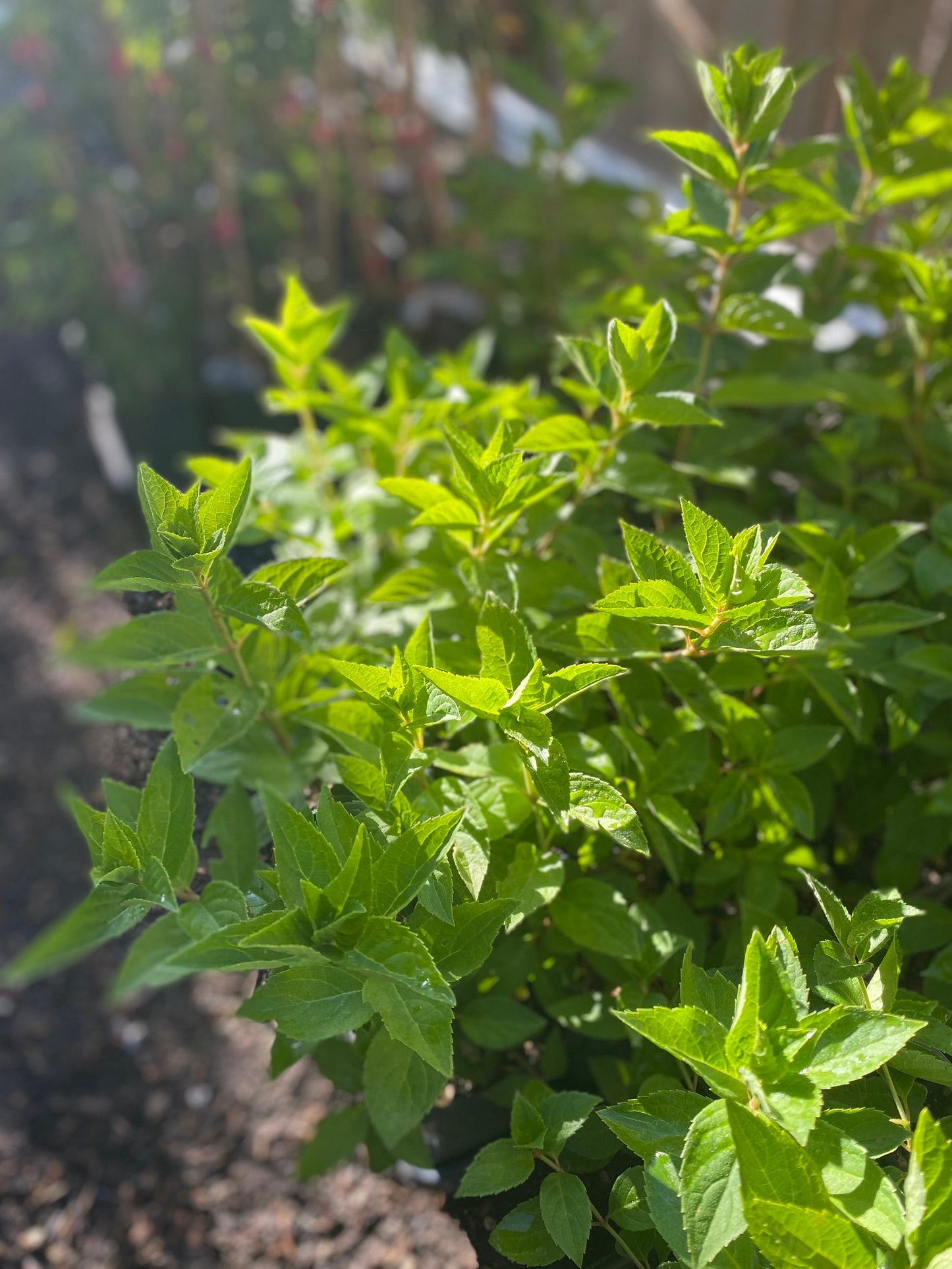 Pee Gee Hydrangea Sapling (Hydrangea paniculata) – Live Plant with White to Pink Blooms