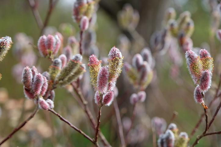 Rose-Gold Pussy Willow Live Plant — Salix gracilistyla Rooted, 1 Gallon