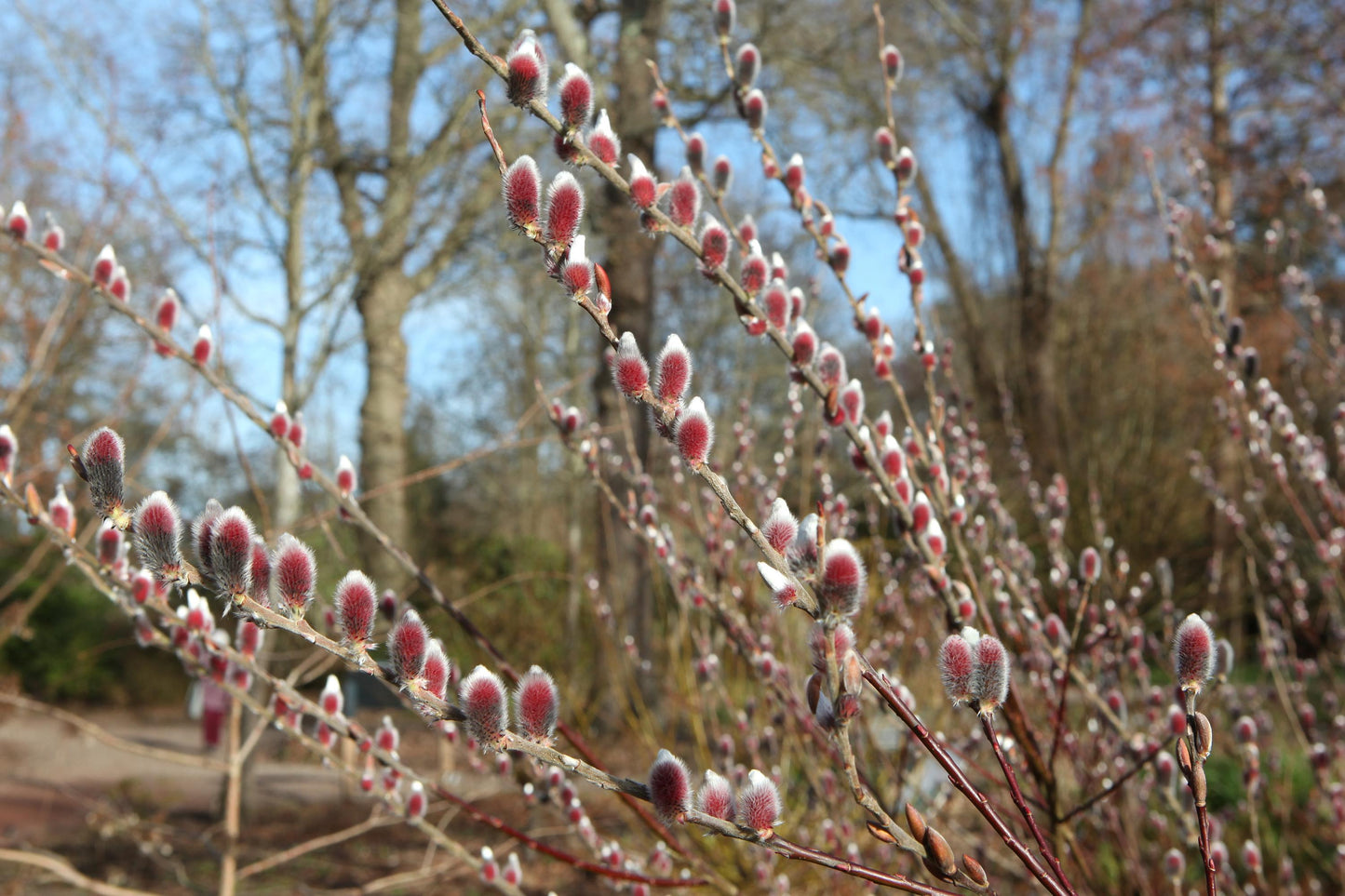 Pink Pussy Willow Live Plant — Salix gracilistyla Mt. Aso Rooted