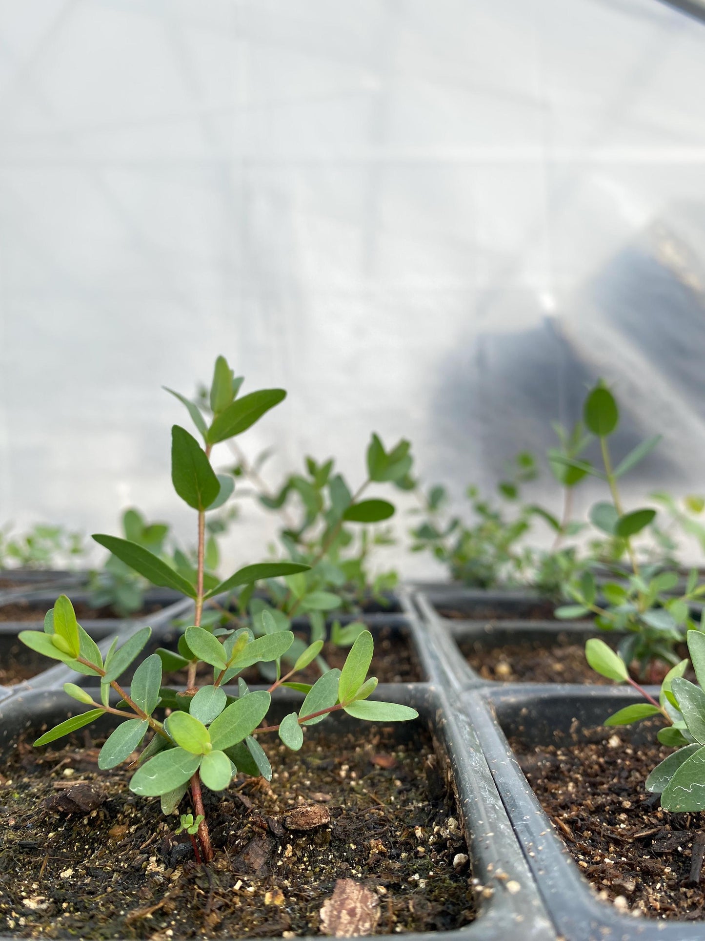 Small-Leaved Gum (Eucalyptus nicholii) | Aromatic Fine-Textured Foliage: PRE-ORDER for April 1 2026