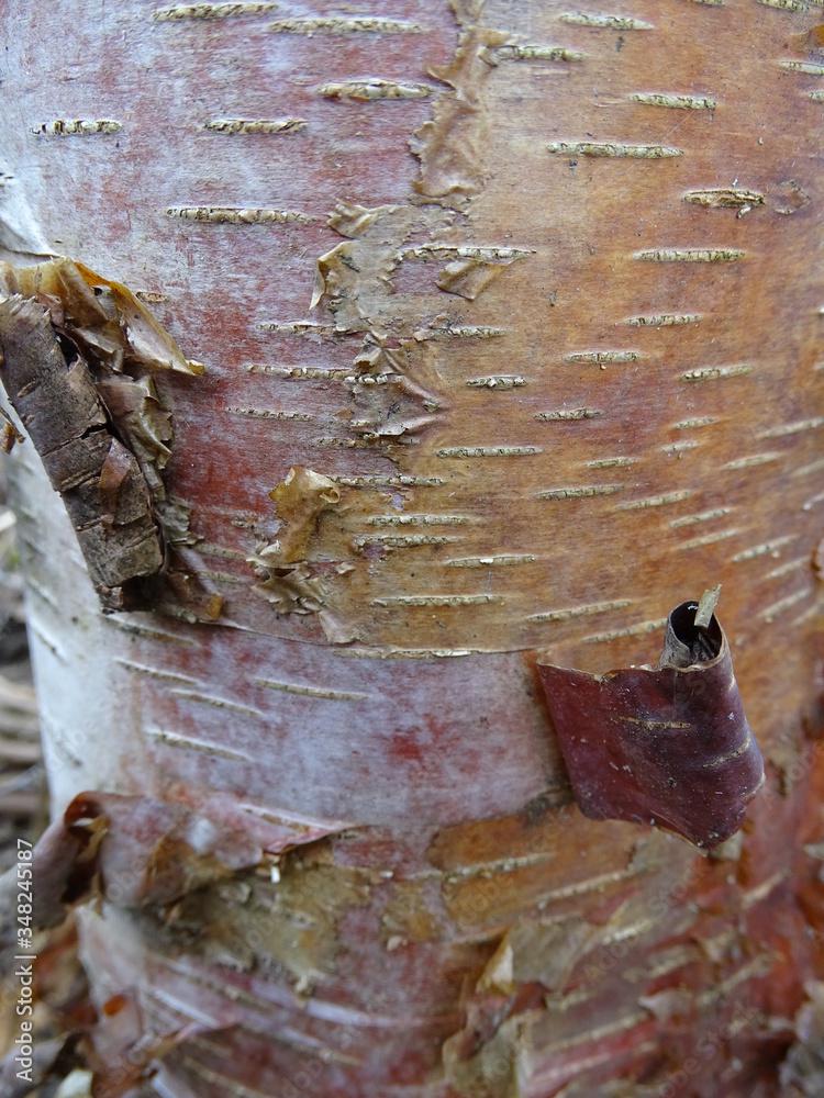 Yellow Birch (Betula alleghaniensis) – Live Native Tree | Aromatic Bark & Golden Fall Color