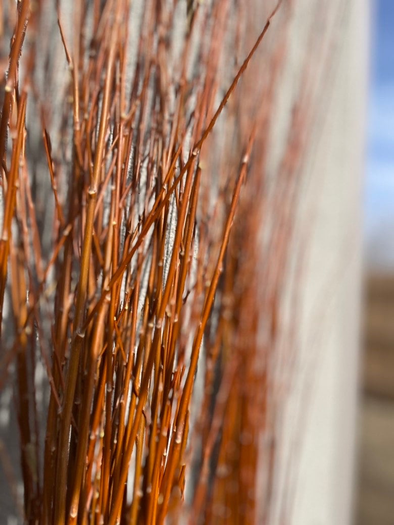 3ft–6ft Willow Branches: Freshly Harvested & Naturally Dried for Basket Weaving and Floral Design