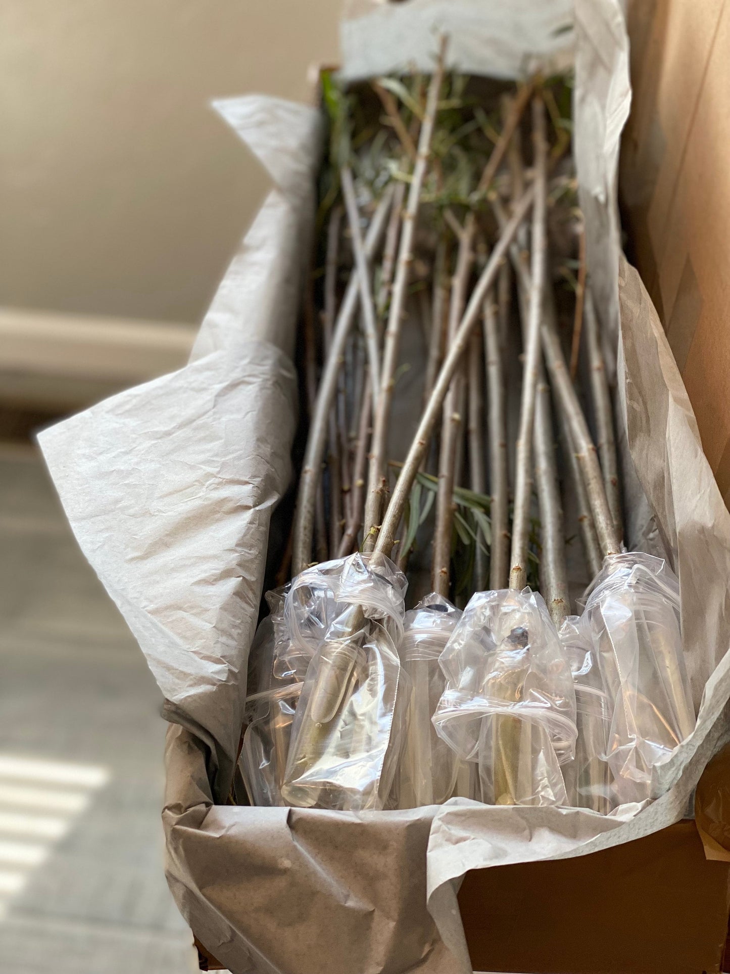 Coyote Willow Cuttings — Salix exigua 12" Unrooted for Propagation & Landscaping