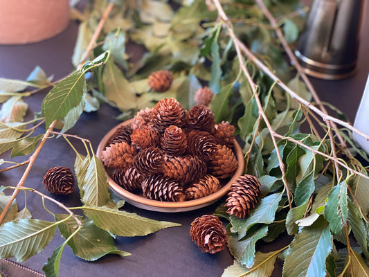 Tiny Eastern Hemlock Pinecones: DIY Rustic Woodland Decor