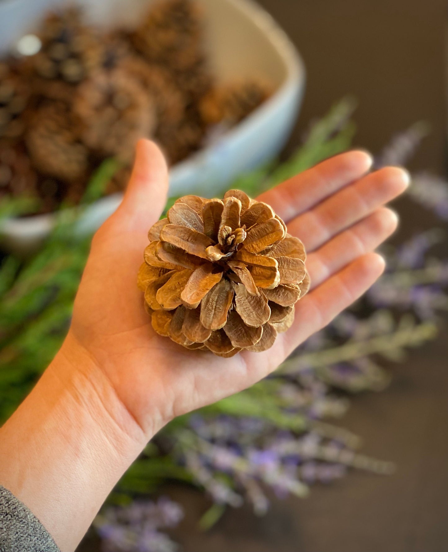 Large Red Pine Cones: Natural Rustic Christmas Ornaments, DIY Craft (1 Pound)