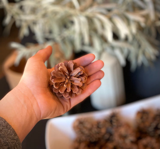 Naturally Dried Red Pine Cones: Rustic Holiday & Wedding Decor