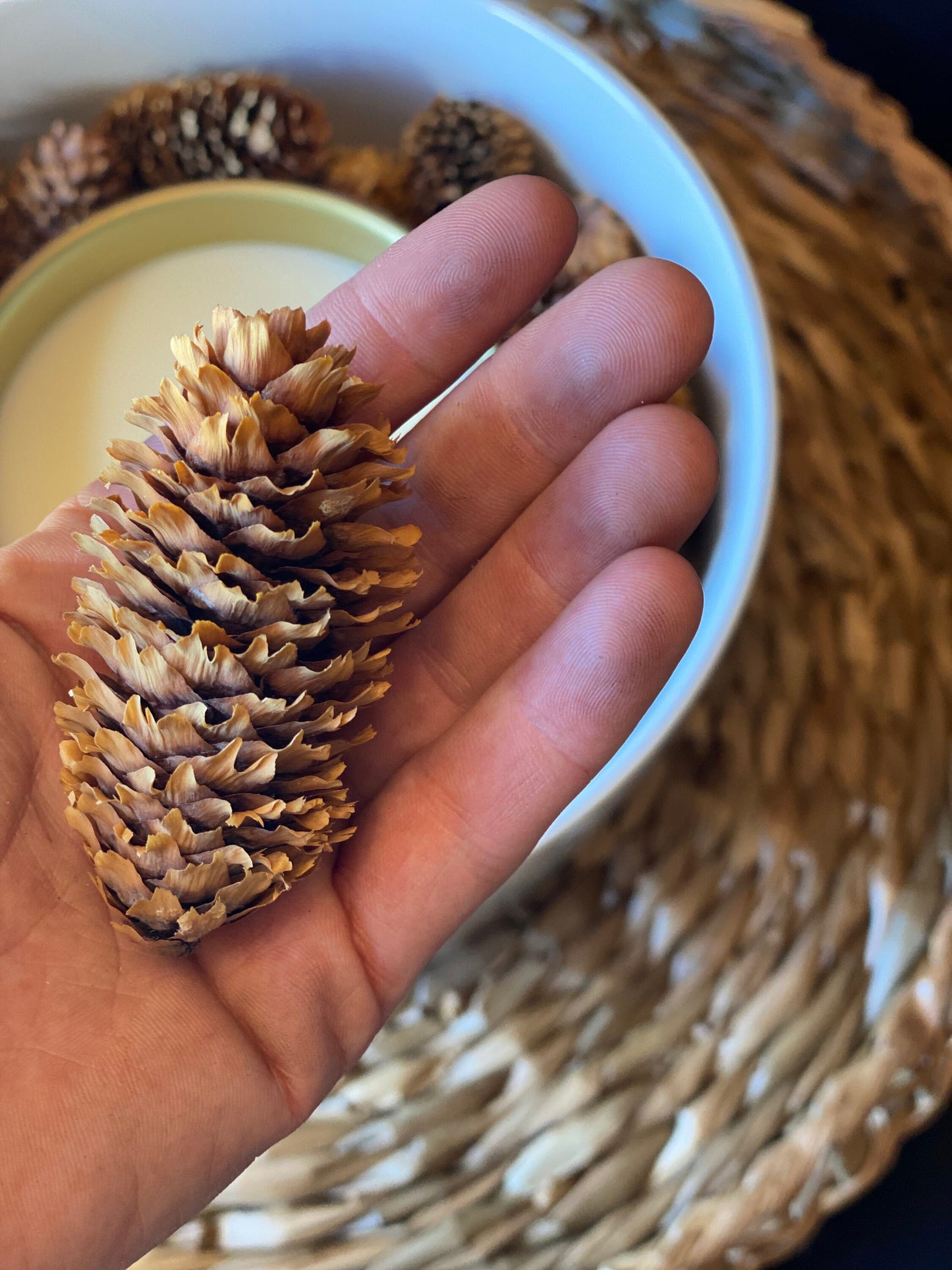 Colorado Blue Spruce Cones: Natural Pinecone Décor - 10oz Bulk Bundle