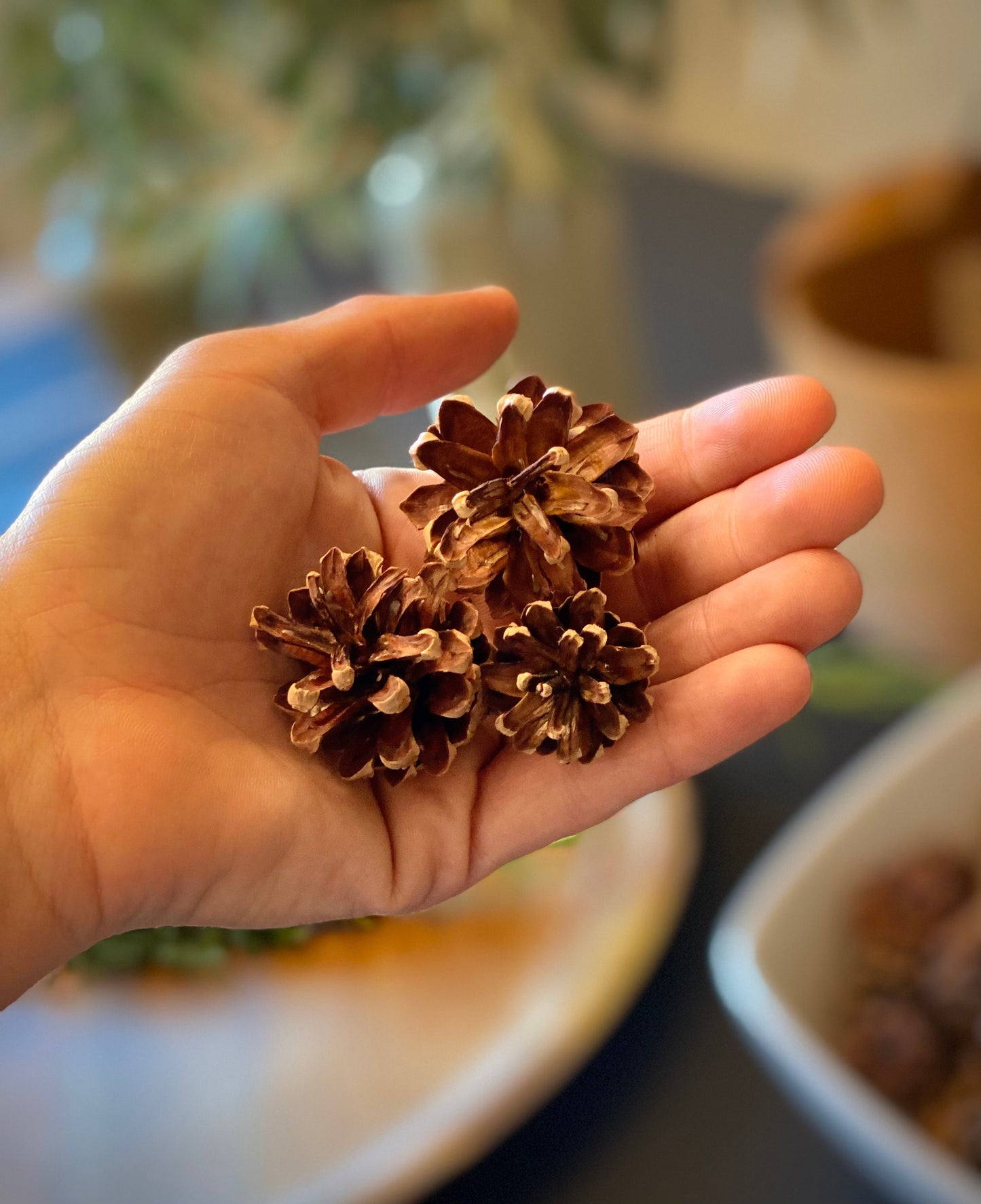 Mini Scotch Pine Cones: Natural Holiday Ornament, DIY Decor (8oz)