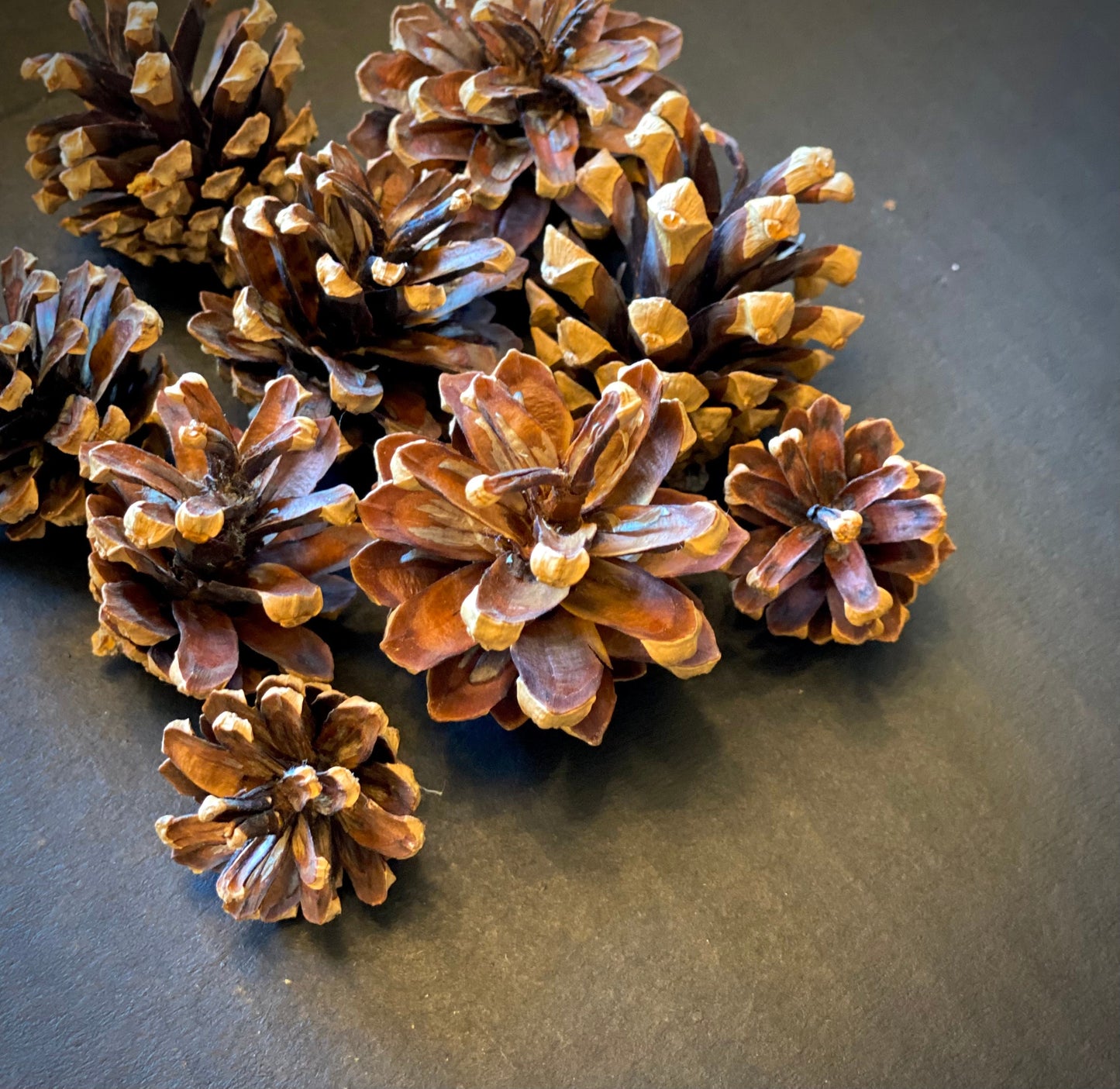 Mini Scotch Pine Cones: Natural Holiday Ornament, DIY Decor (8oz)