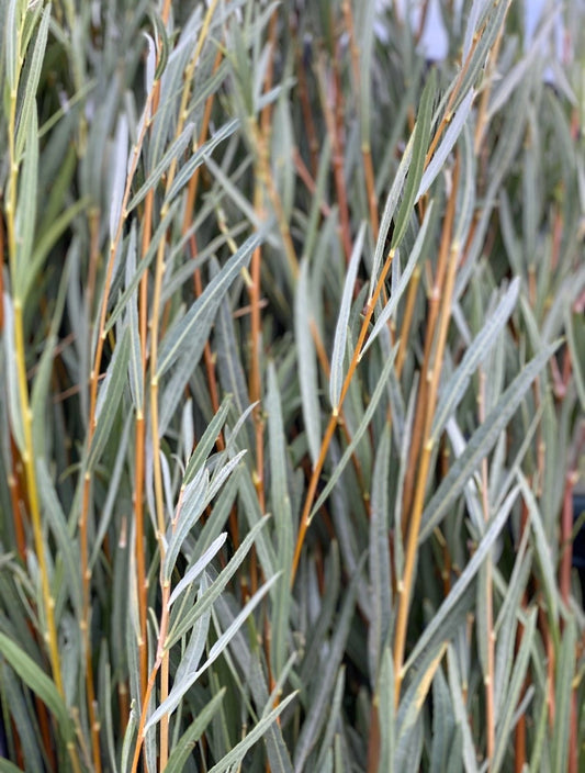 Coyote Willow Live Plants — Salix exigua Rooted for Erosion Control & Privacy Hedges