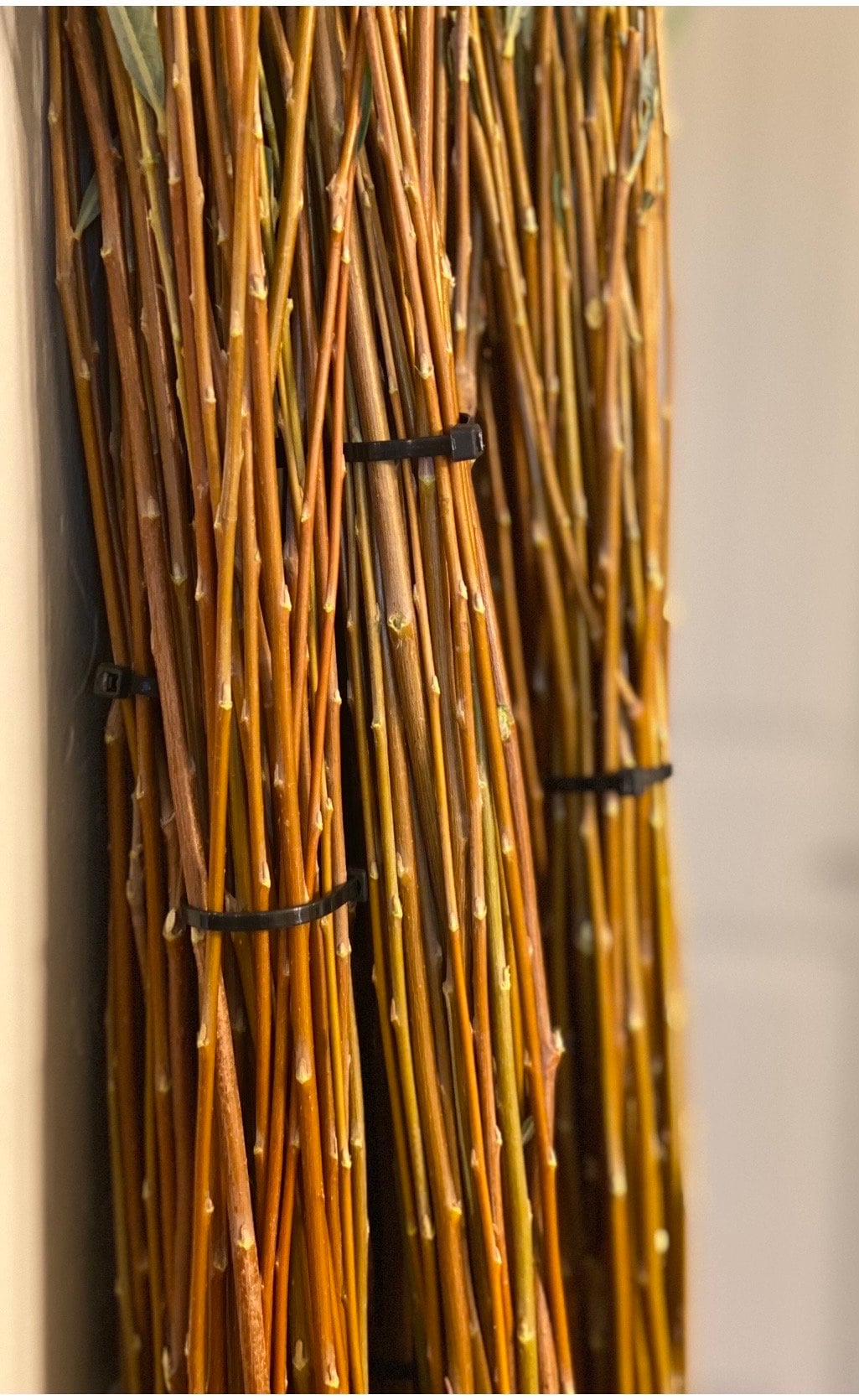 Coyote Willow Live Plants — Salix exigua Rooted for Erosion Control & Privacy Hedges