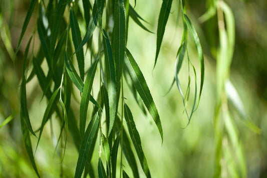 Live Weeping Willow Tree (Salix babylonica) – Fast Growing Water-Loving Shade Tree