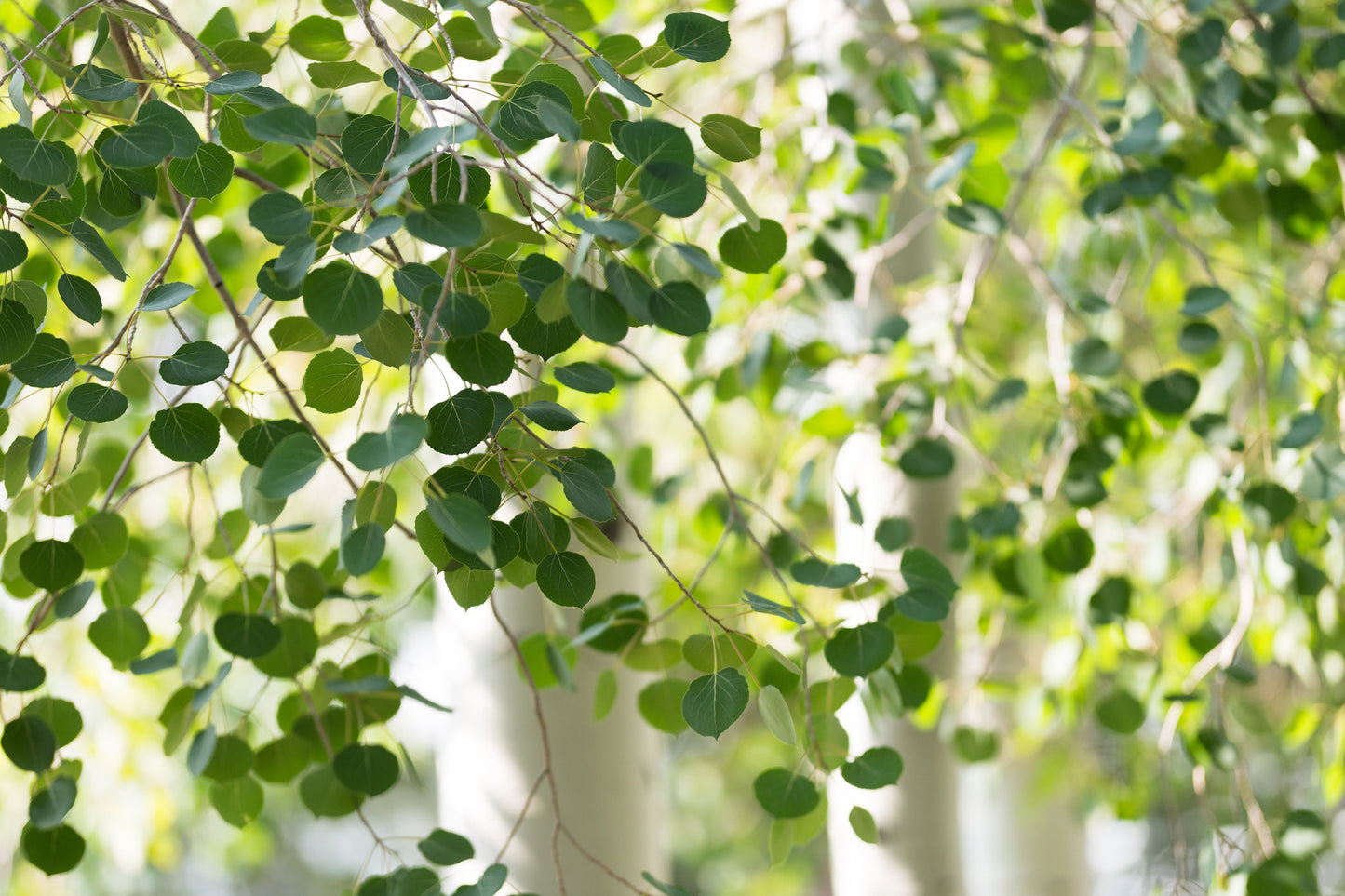 Quaking Aspen Tree: (1-4ft) Populus tremuloides, Fast Growing Privacy Screen