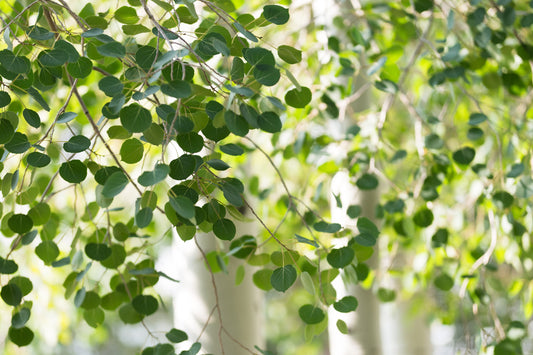 Quaking Aspen Tree: (1-4ft) Populus tremuloides, Fast Growing Privacy Screen