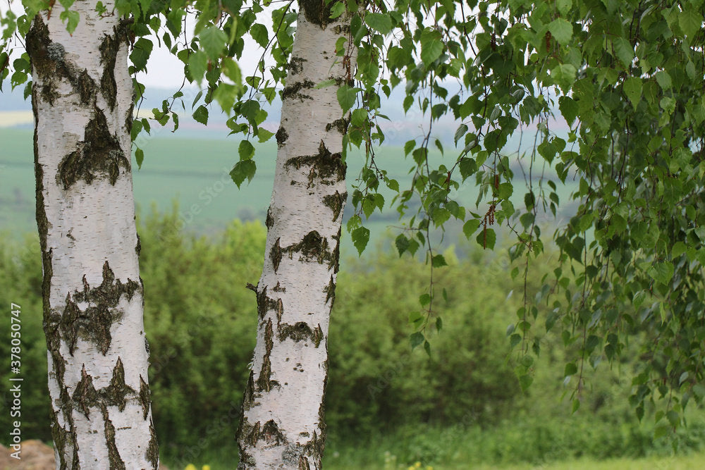 Paper Birch Tree Sapling: Fast Growing Deciduous Betula papyrifera