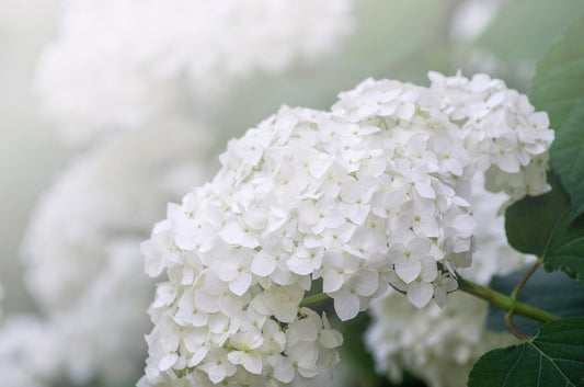Pee Gee Hydrangea Sapling (Hydrangea paniculata) – Live Plant with White to Pink Blooms
