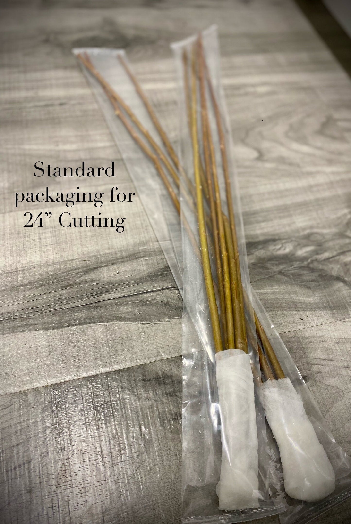 Coyote Willow Cuttings — Salix exigua 12" Unrooted for Propagation & Landscaping