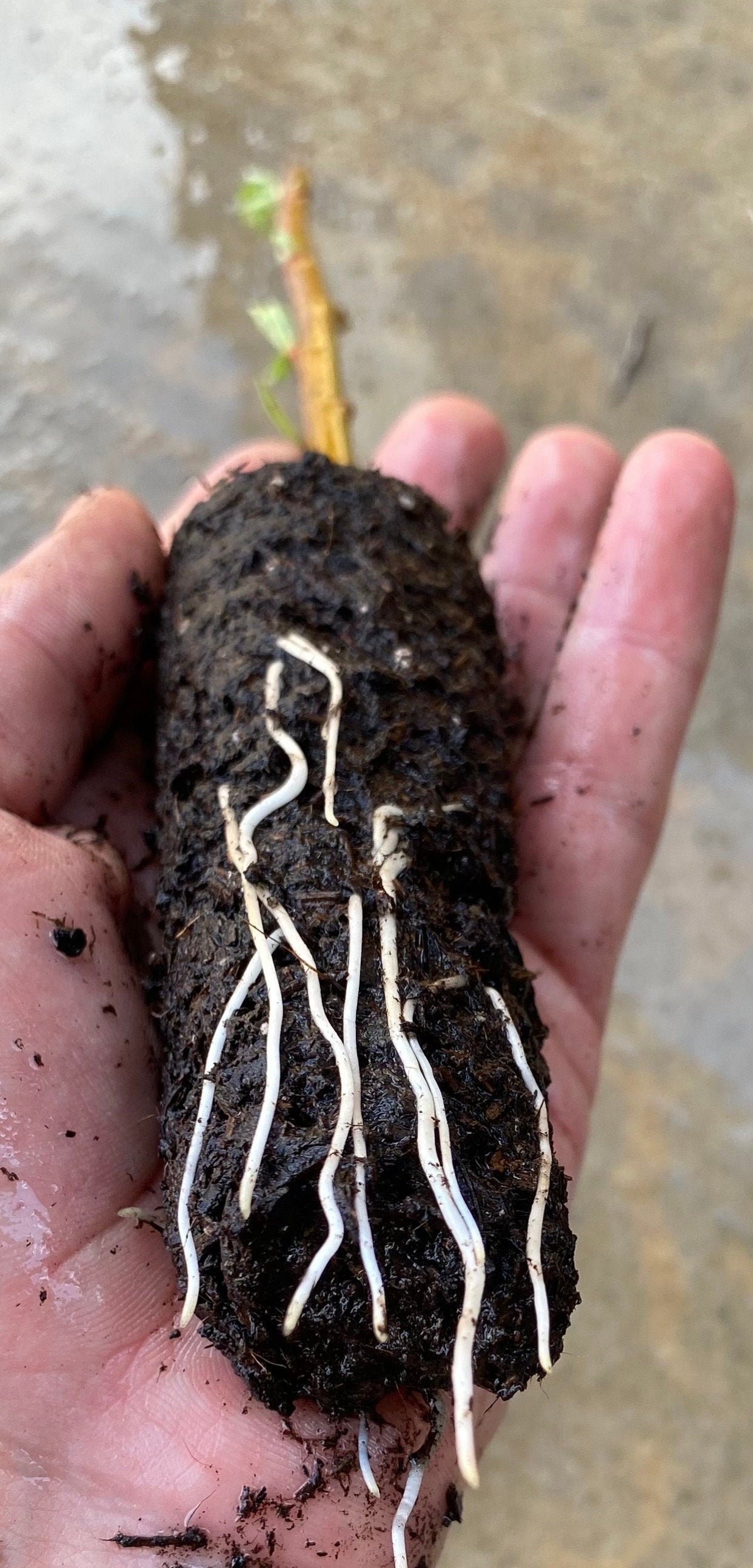 Coyote Willow Live Plants — Salix exigua Rooted for Erosion Control & Privacy Hedges