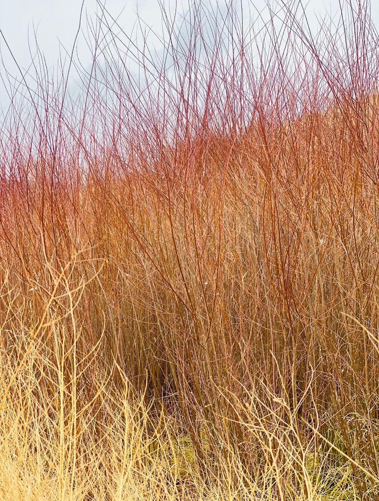 Coyote Willow Live Plants — Salix exigua Rooted for Erosion Control & Privacy Hedges