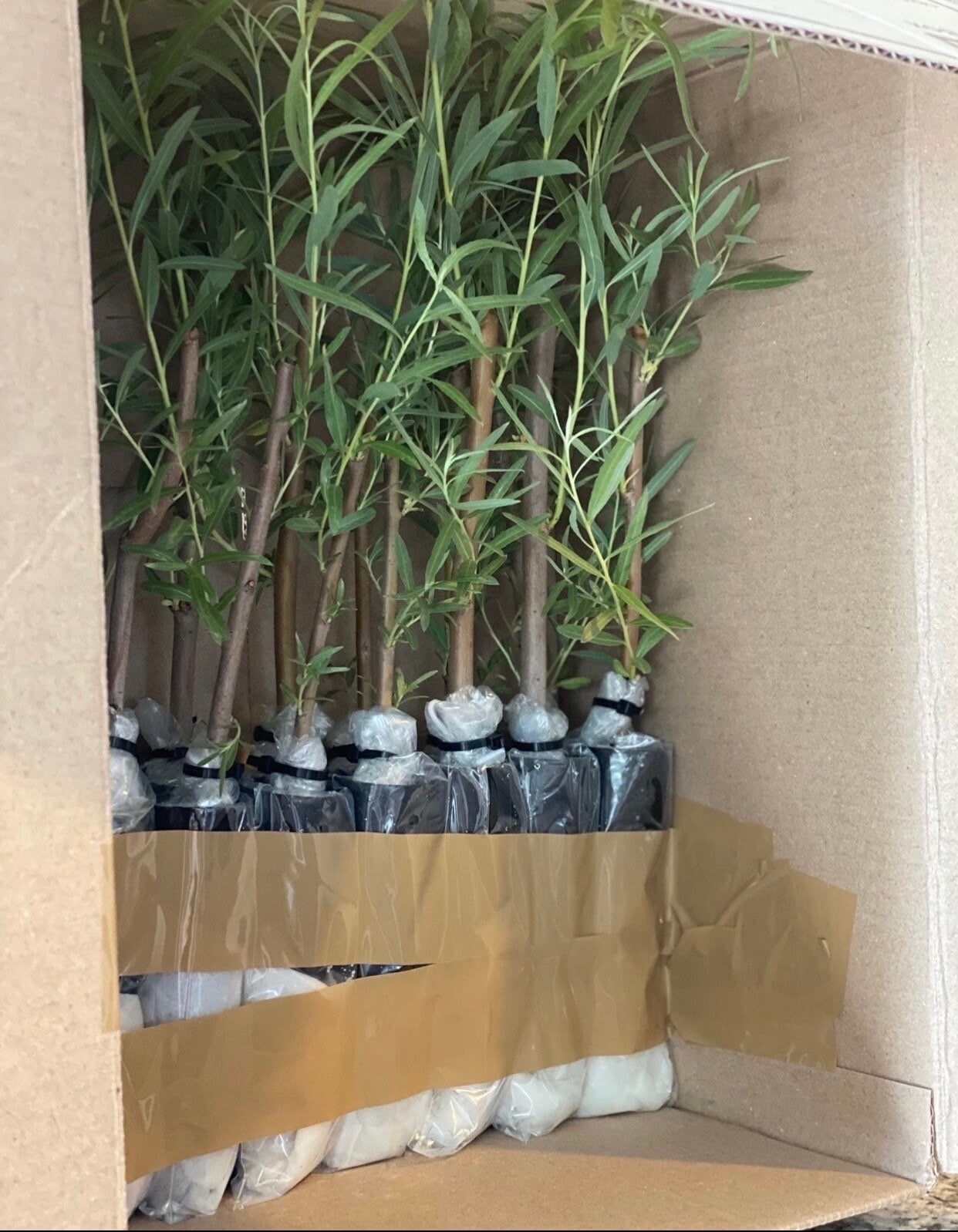 Coyote Willow Live Plants — Salix exigua Rooted for Erosion Control & Privacy Hedges