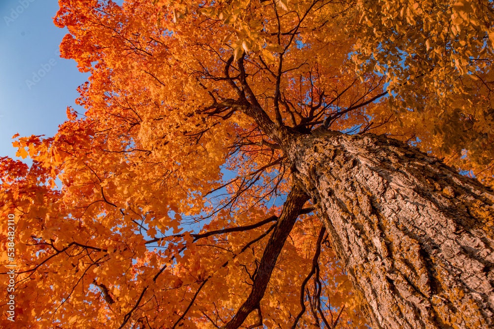 Sugar Maple Sapling (Acer saccharum) – Live Native Shade Tree with Brilliant Fall Color