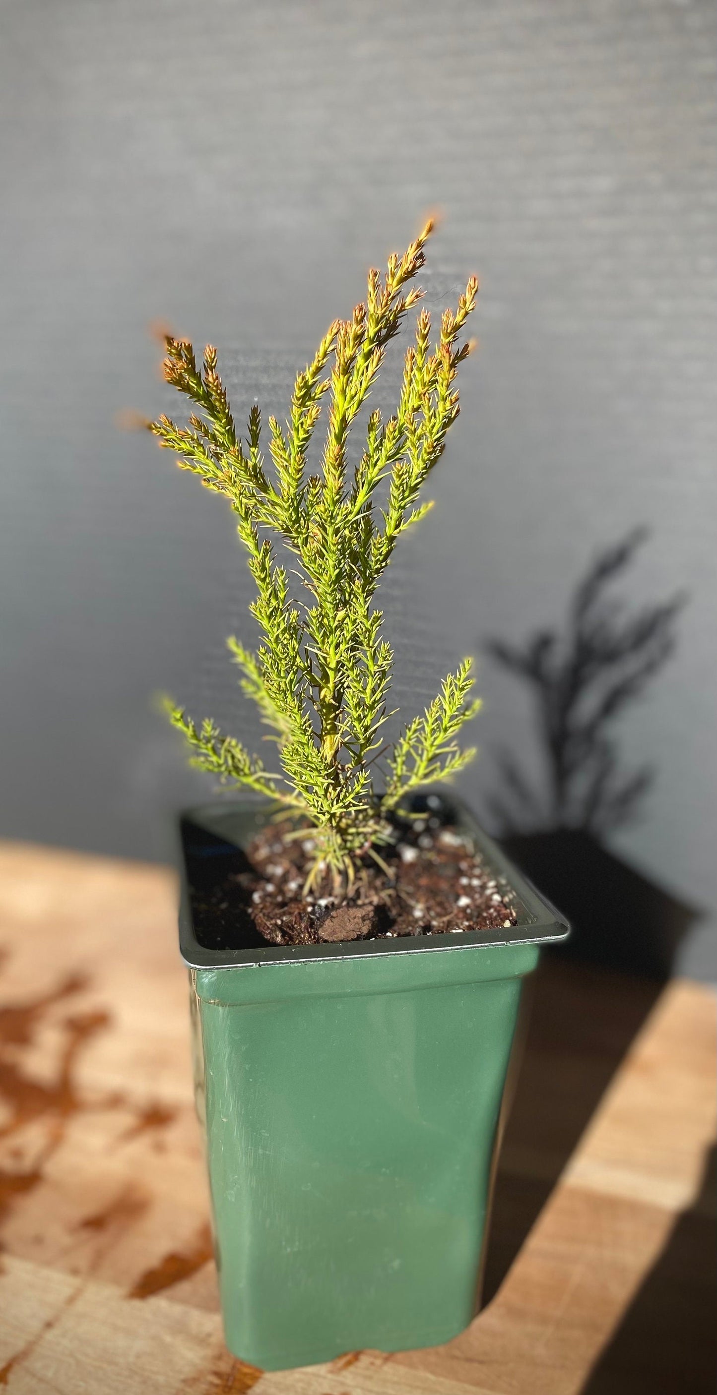 Giant Sequoia Starter Tree: Grow Your Own Majestic Redwood