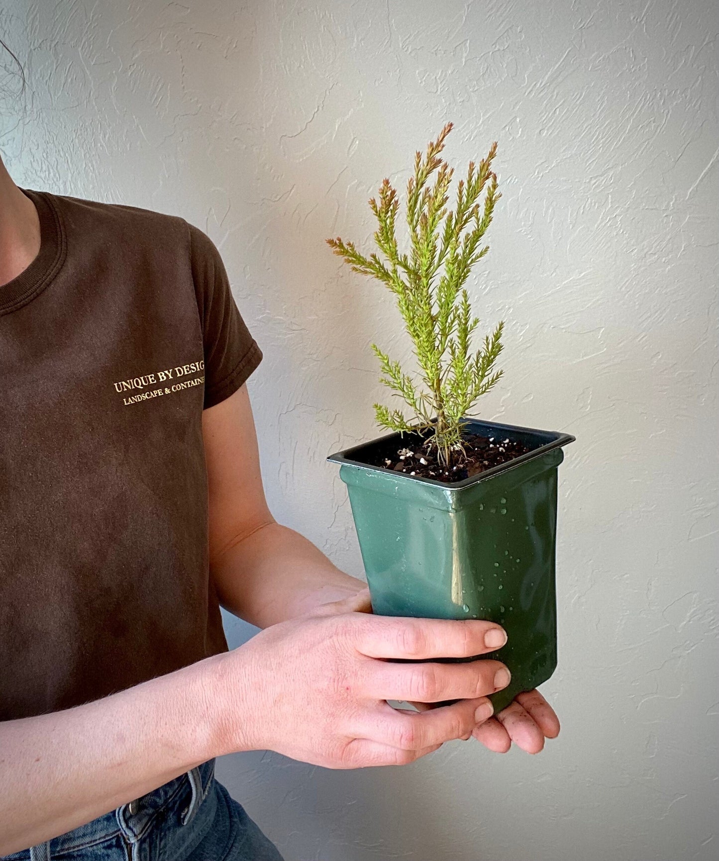 Giant Sequoia Starter Tree: Grow Your Own Majestic Redwood