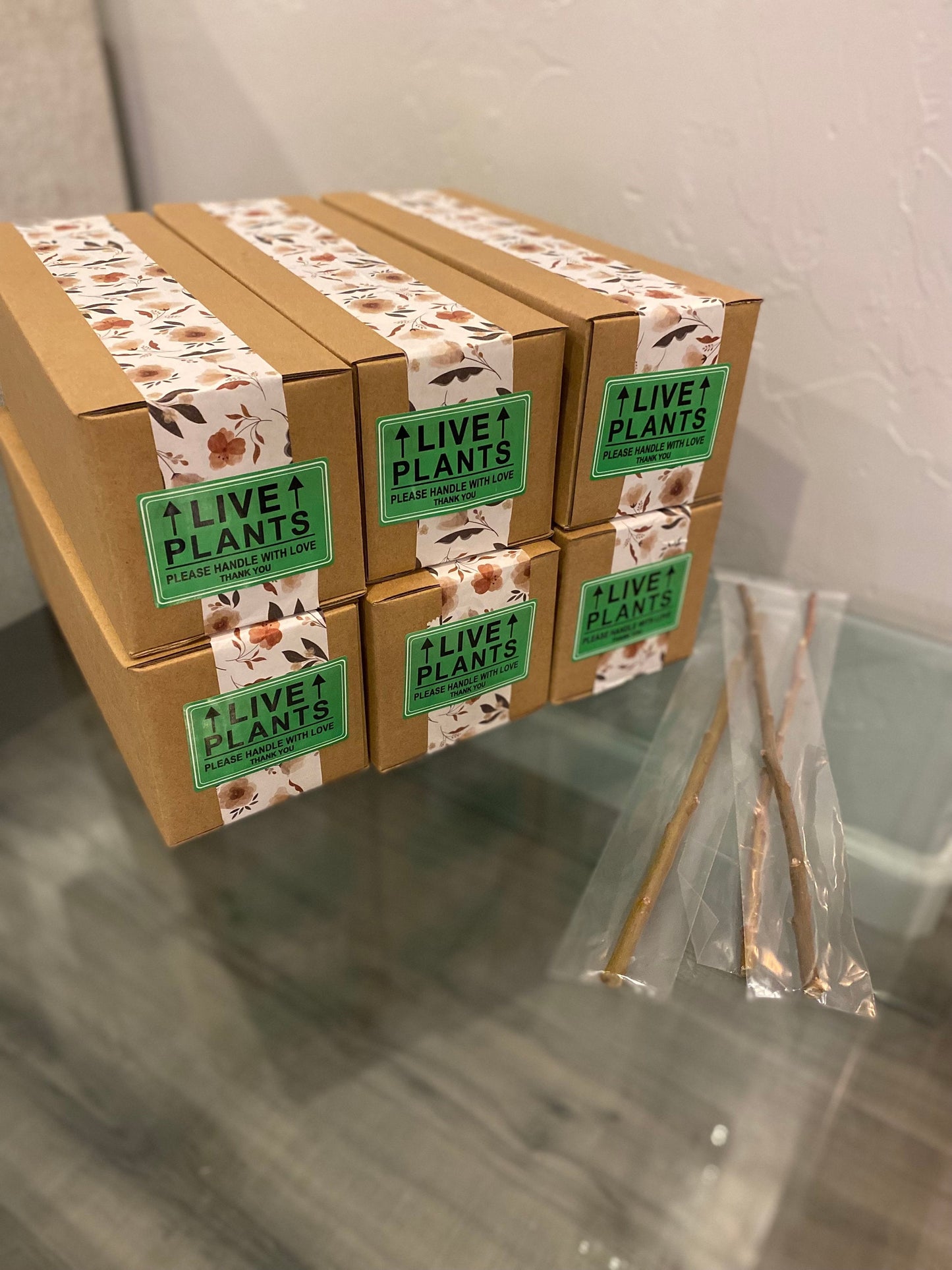 Coyote Willow Cuttings — Salix exigua 12" Unrooted for Propagation & Landscaping