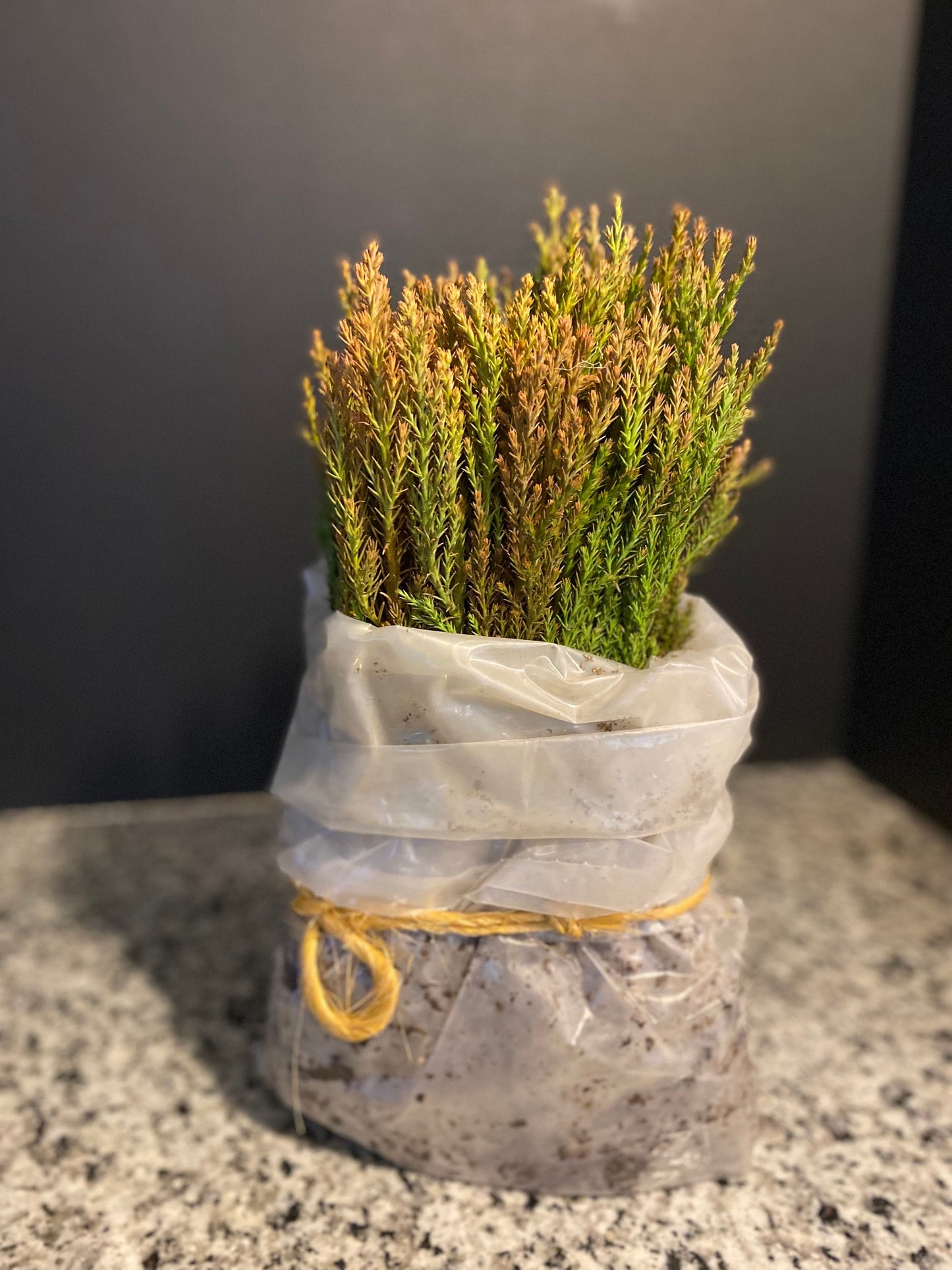 Giant Sequoia Starter Tree: Grow Your Own Majestic Redwood