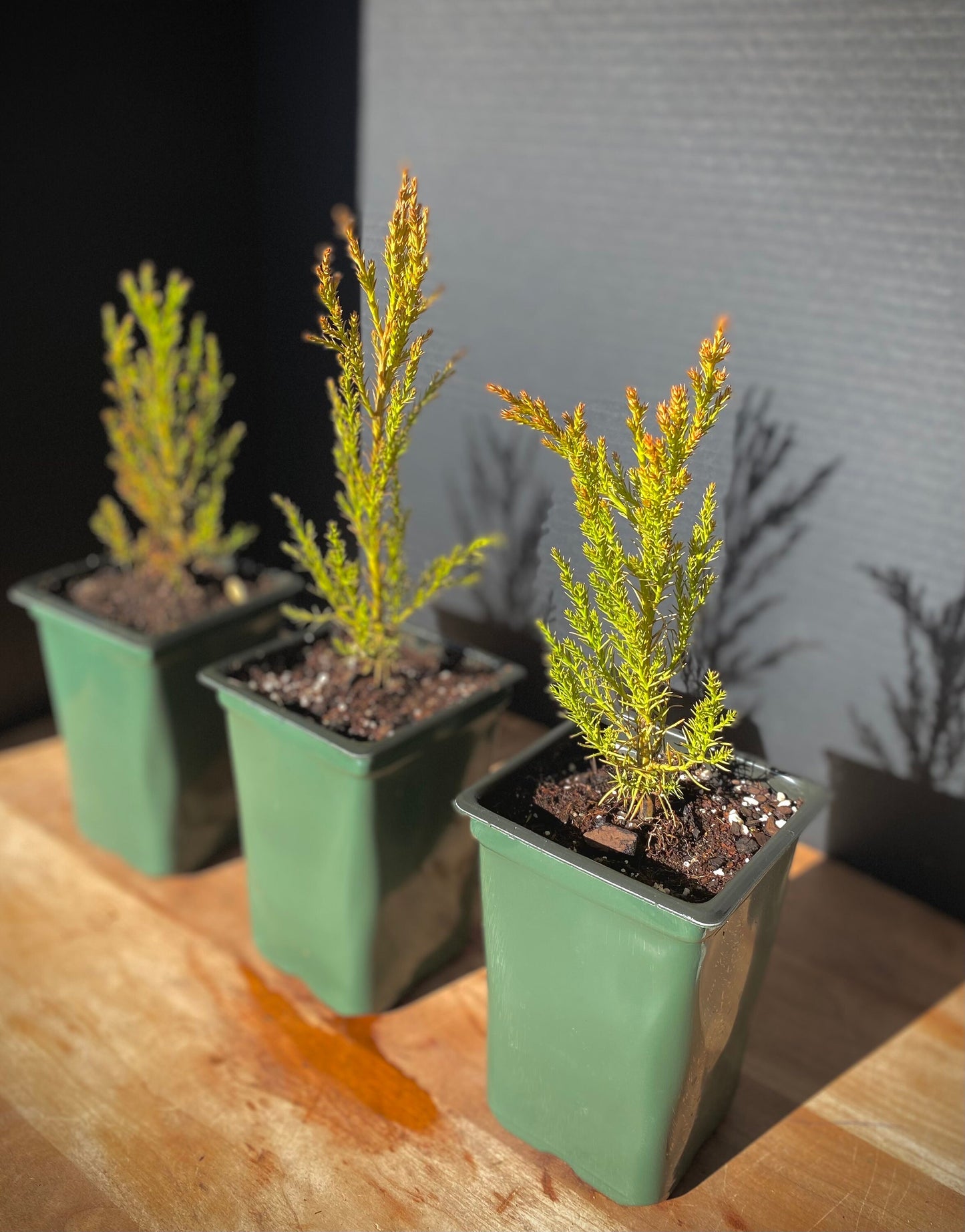 Giant Sequoia Starter Tree: Grow Your Own Majestic Redwood