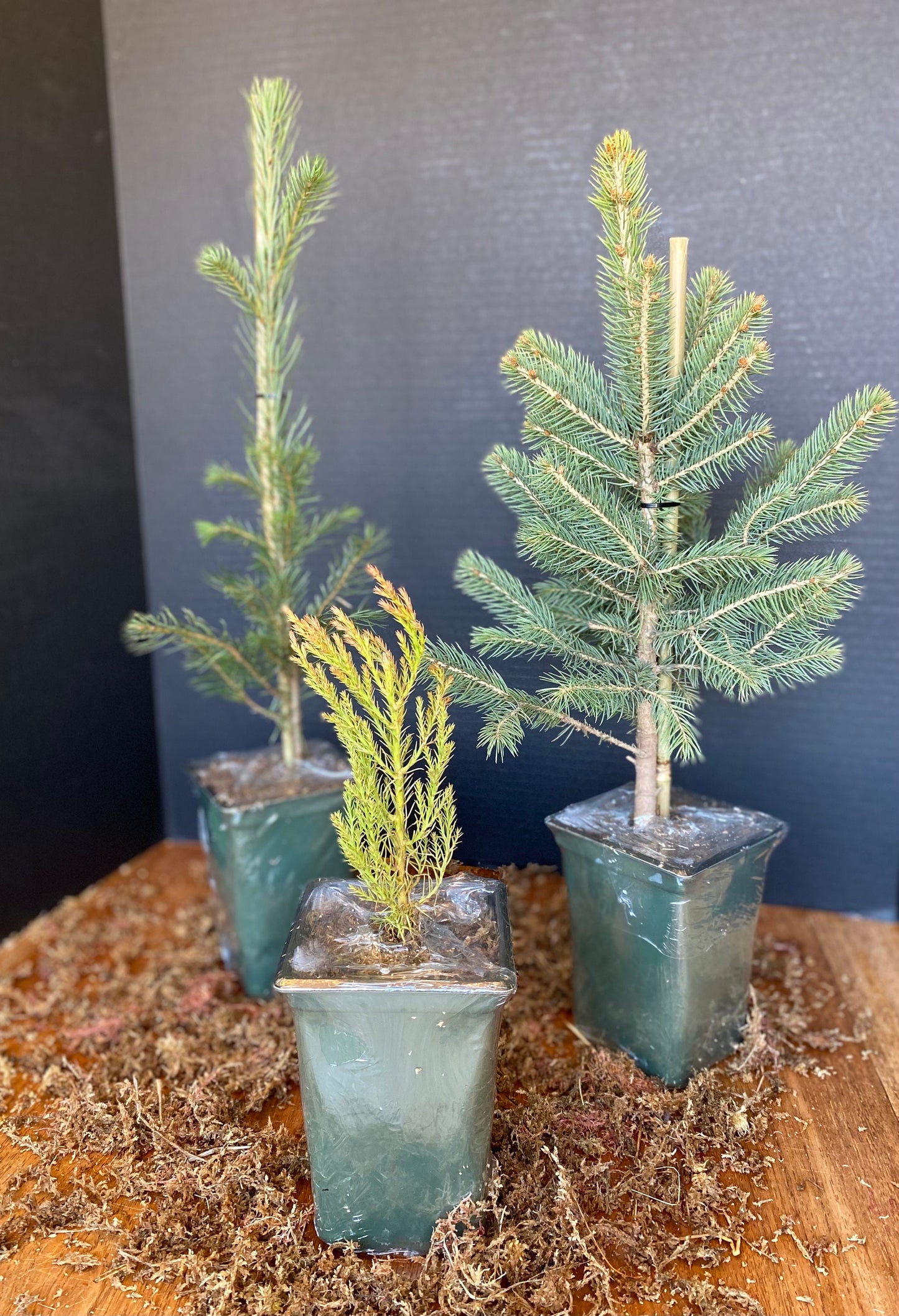 Giant Sequoia Starter Tree: Grow Your Own Majestic Redwood
