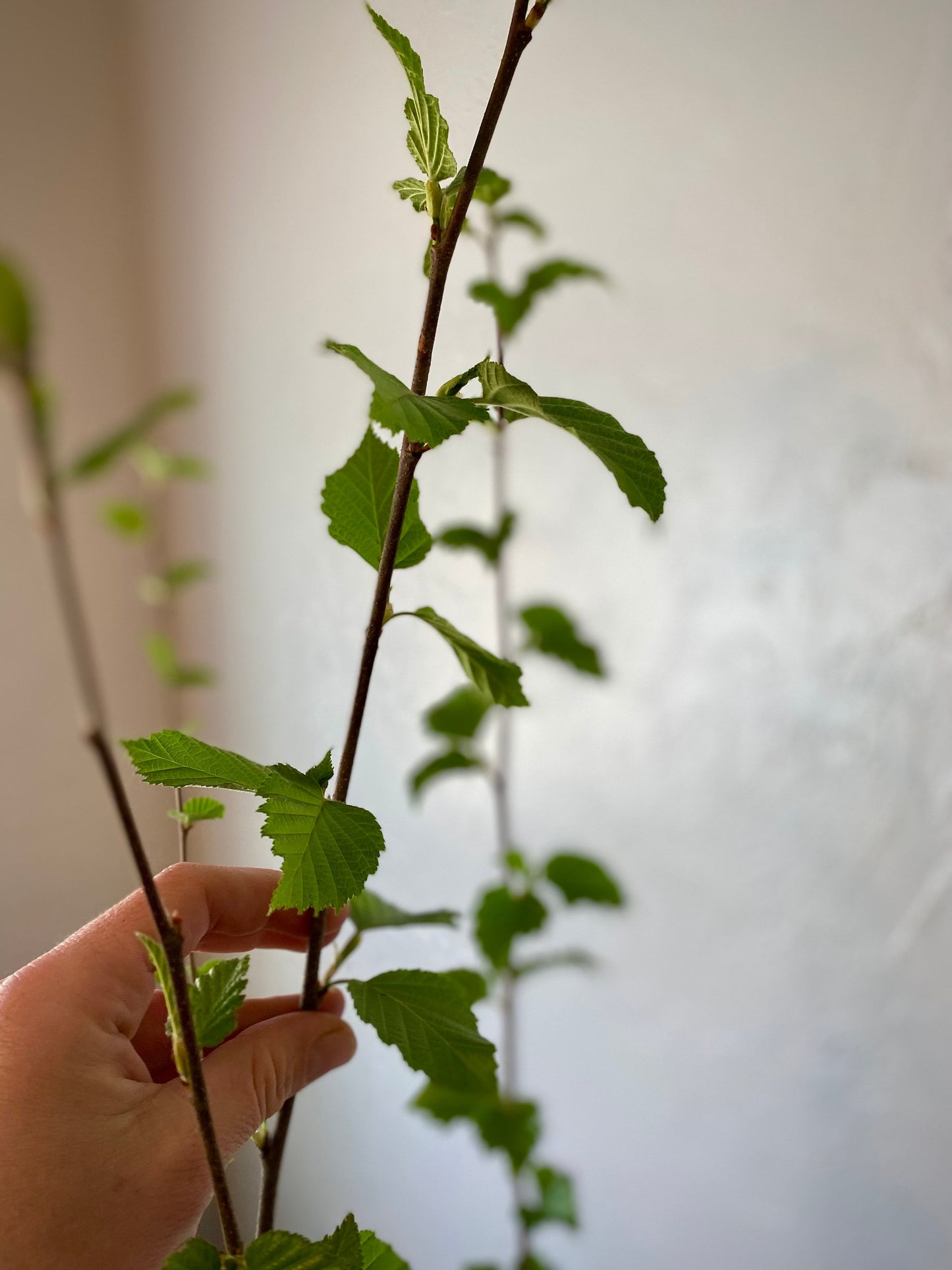 Paper Birch Tree Sapling: Fast Growing Deciduous Betula papyrifera