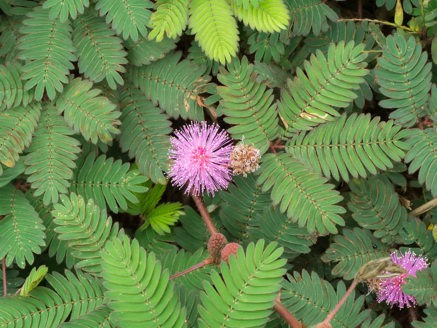Mimosa Tree Sapling (Albizia julibrissin) Live Pink Flowering Ornamental Tree
