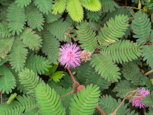 Mimosa Tree Sapling (Albizia julibrissin) Live Pink Flowering Ornamental Tree