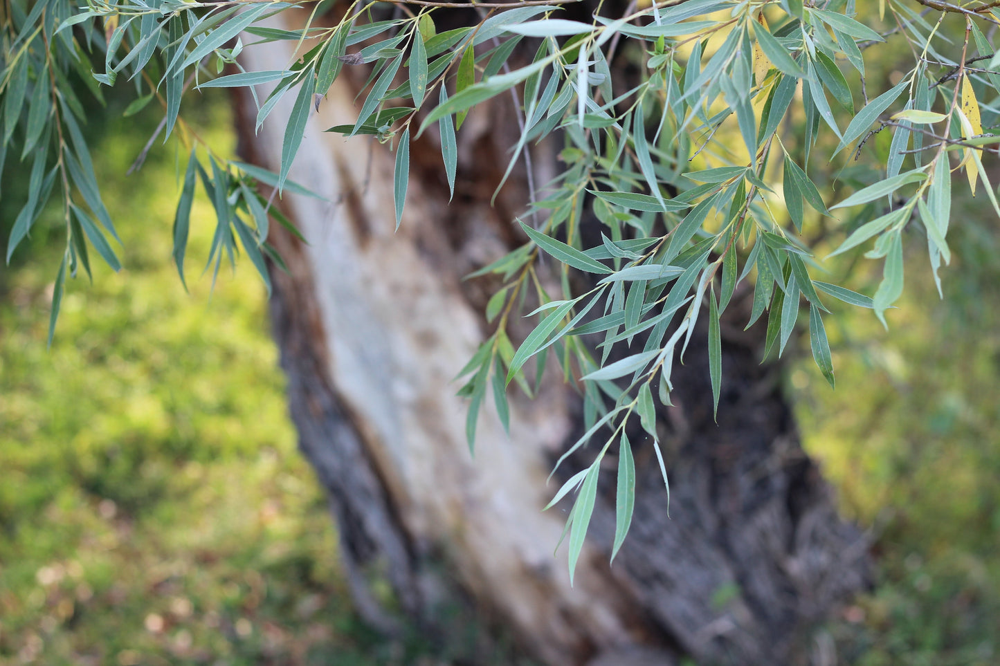 Live Weeping Willow Tree (Salix babylonica) – Fast Growing Water-Loving Shade Tree