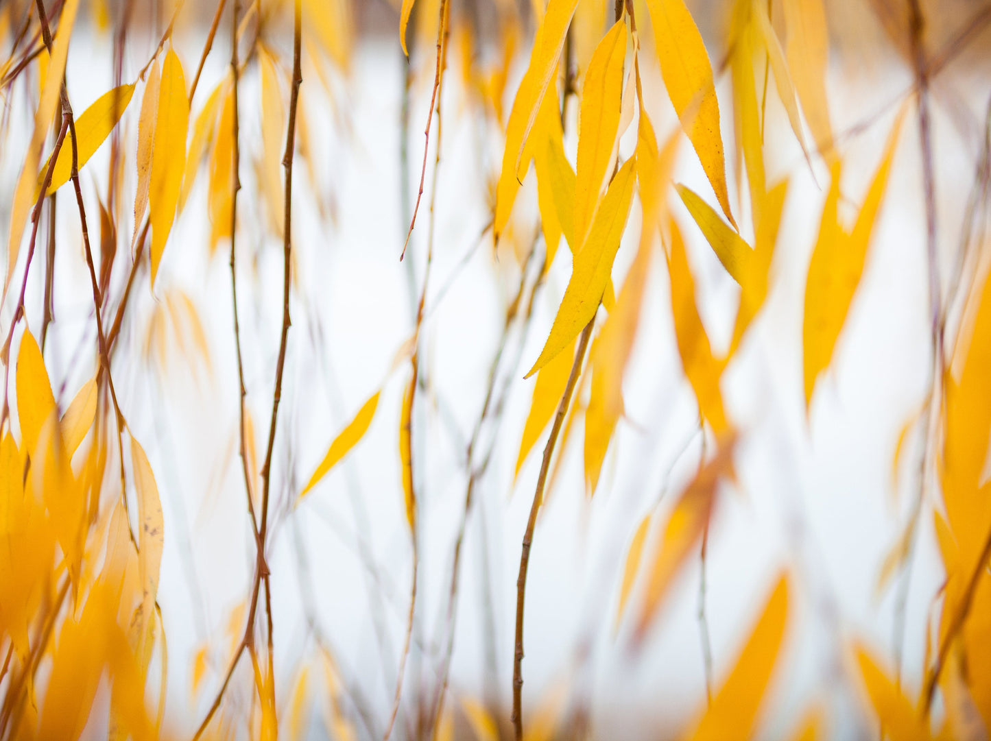 Live Weeping Willow Tree (Salix babylonica) – Fast Growing Water-Loving Shade Tree