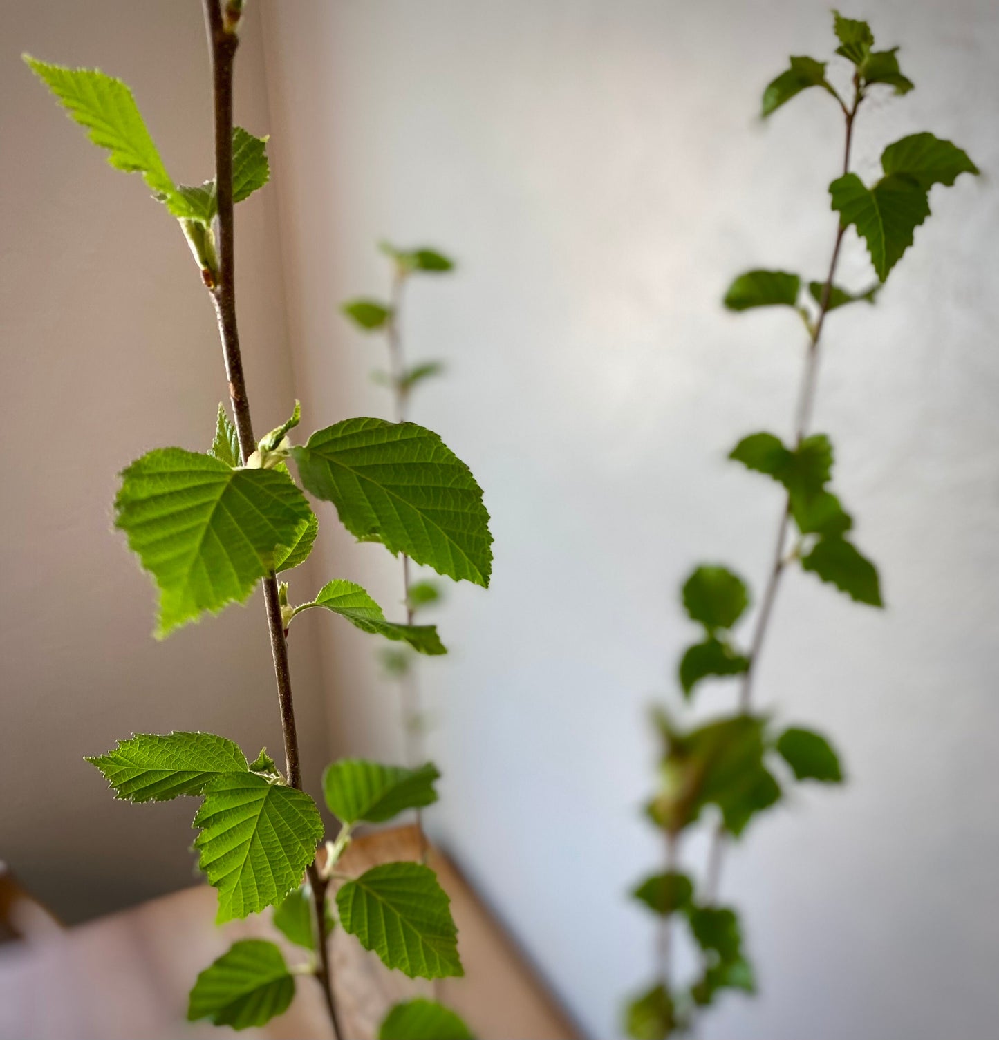 Paper Birch Tree Sapling: Fast Growing Deciduous Betula papyrifera