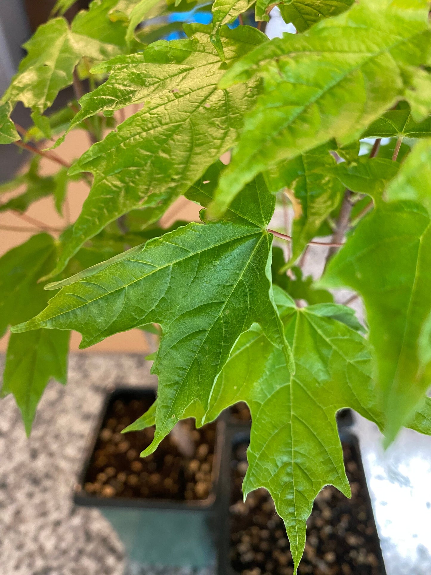 Sugar Maple Sapling (Acer saccharum) – Live Native Shade Tree with Brilliant Fall Color