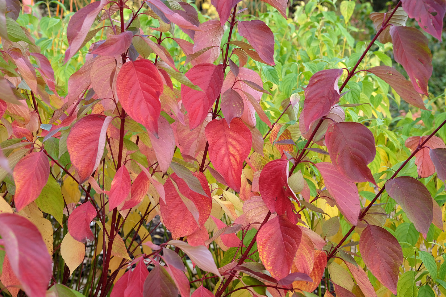 Red Coral Dogwood (Cornus sericea) – Vibrant Winter Bark, Hardy Garden Shrub
