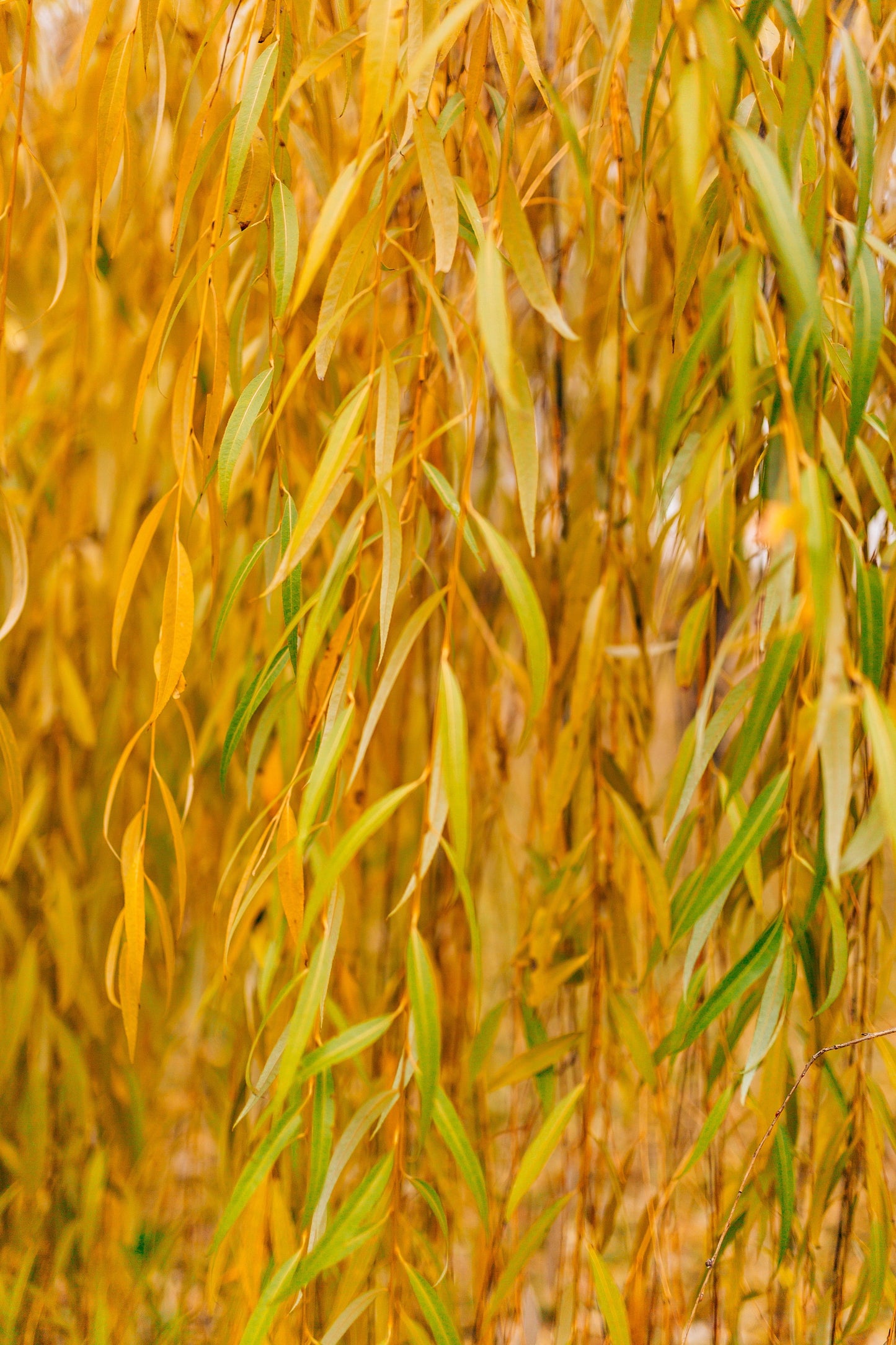 Live Weeping Willow Tree (Salix babylonica) – Fast Growing Water-Loving Shade Tree