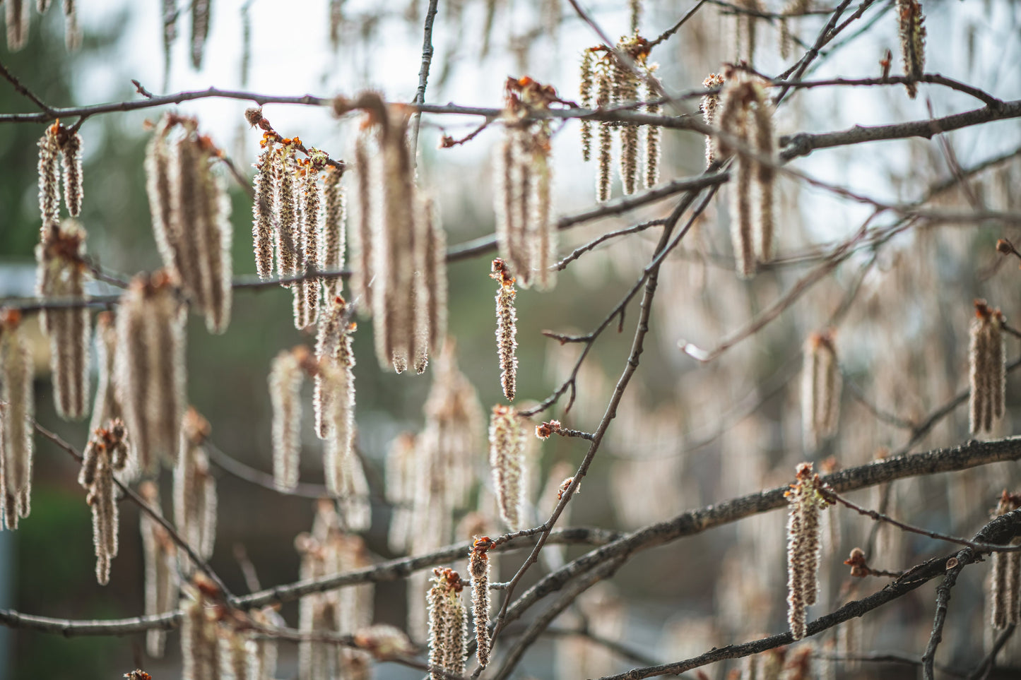 Quaking Aspen Tree: (1-4ft) Populus tremuloides, Fast Growing Privacy Screen