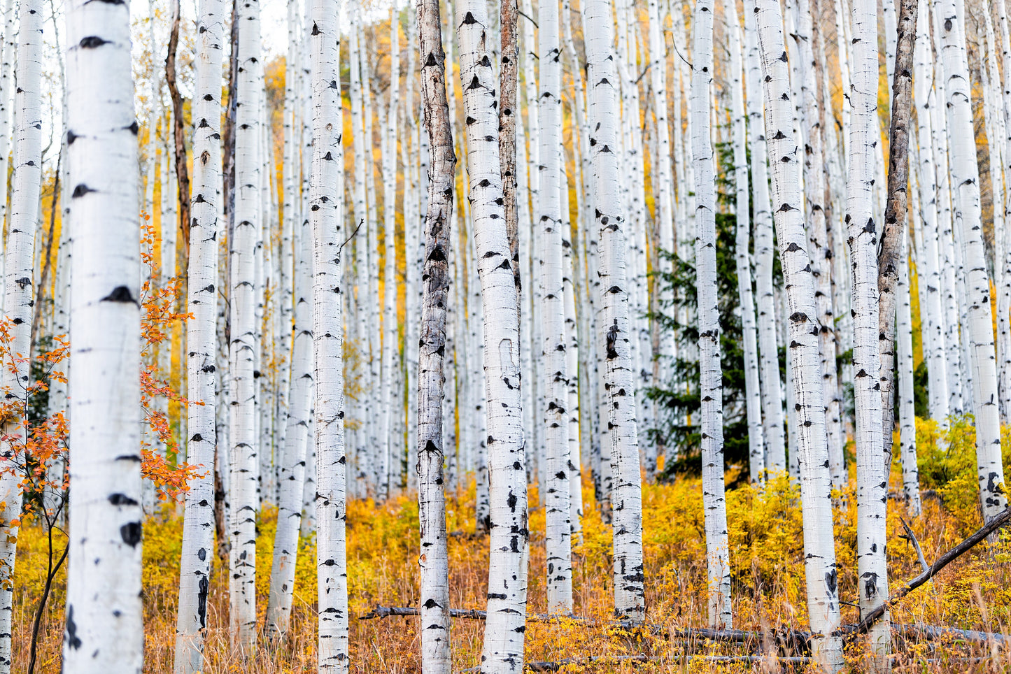 Quaking Aspen Tree: (1-4ft) Populus tremuloides, Fast Growing Privacy Screen