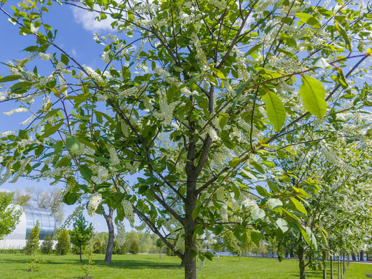 Chokecherry Tree: Prunus virginiana, Bronze Autumn Foliage -- 1 and 2 Gallons