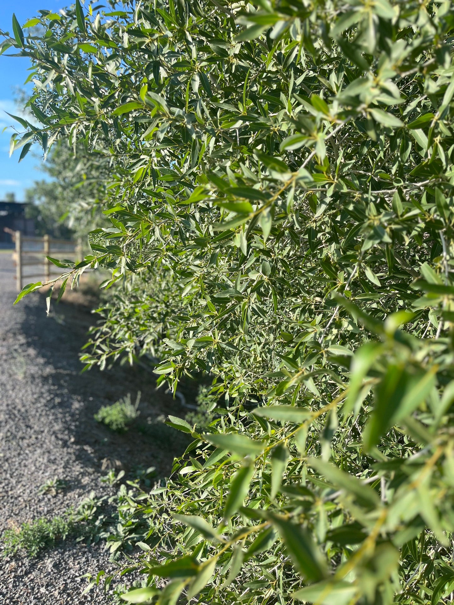 Black Willow (Salix nigra) A True North American Native | Erosion Control & Restoration - 1 Gallon